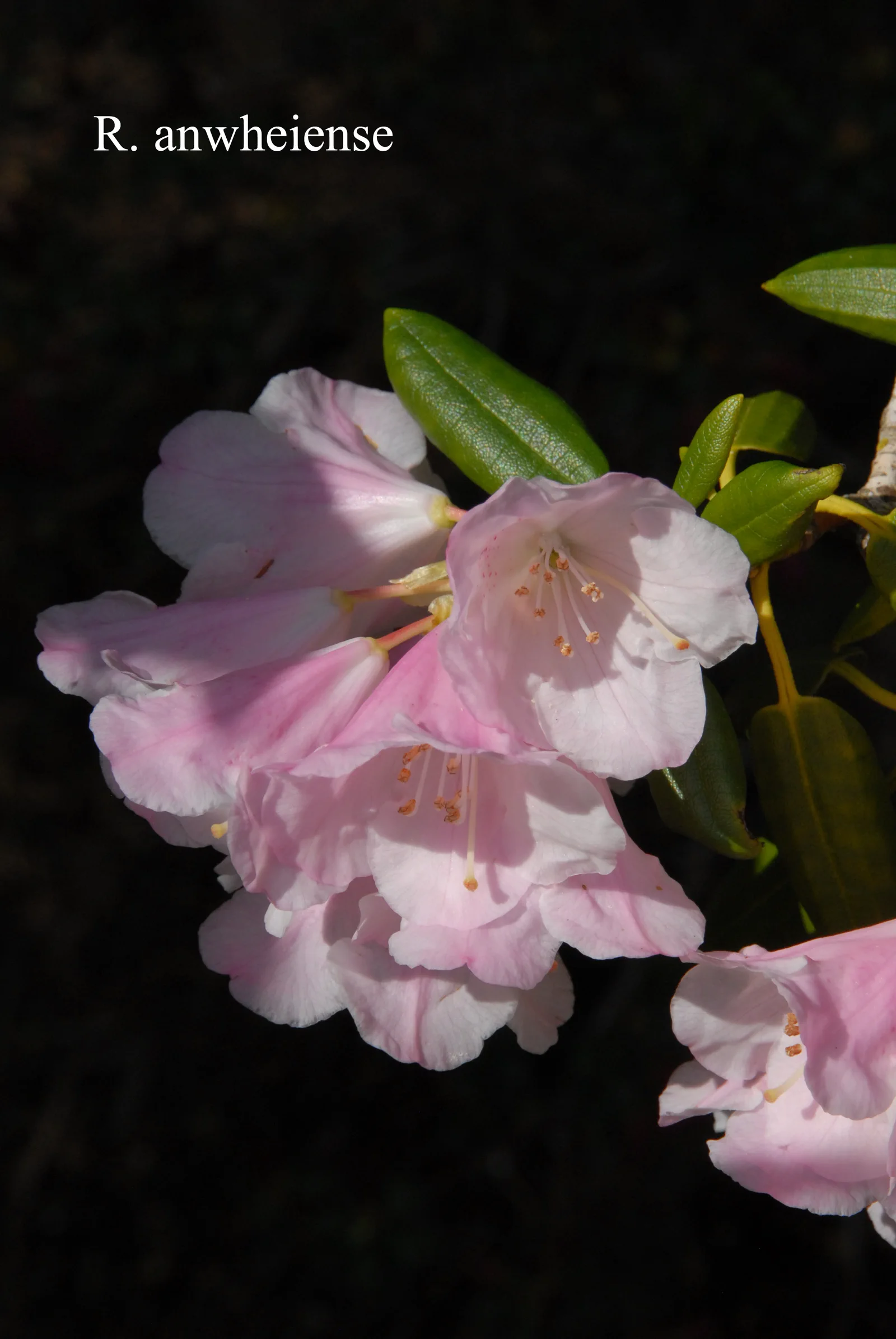 R. anwheiense photo of R. anwheiense. Location: Fearing's Farm Nursery, Abbotsford, BC, Canada. Photo by: Harold Fearing