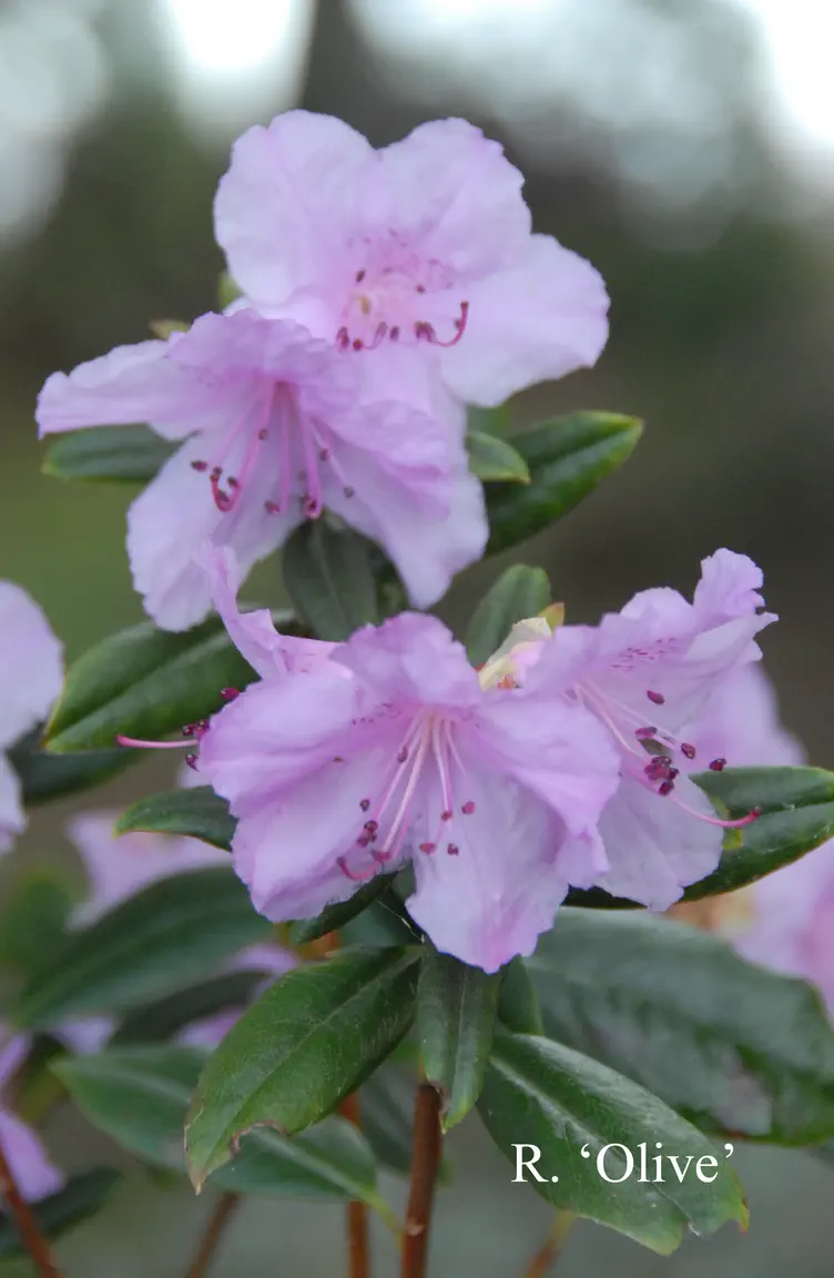 Photo of R. 'Olive', Rhododendron Hybrid