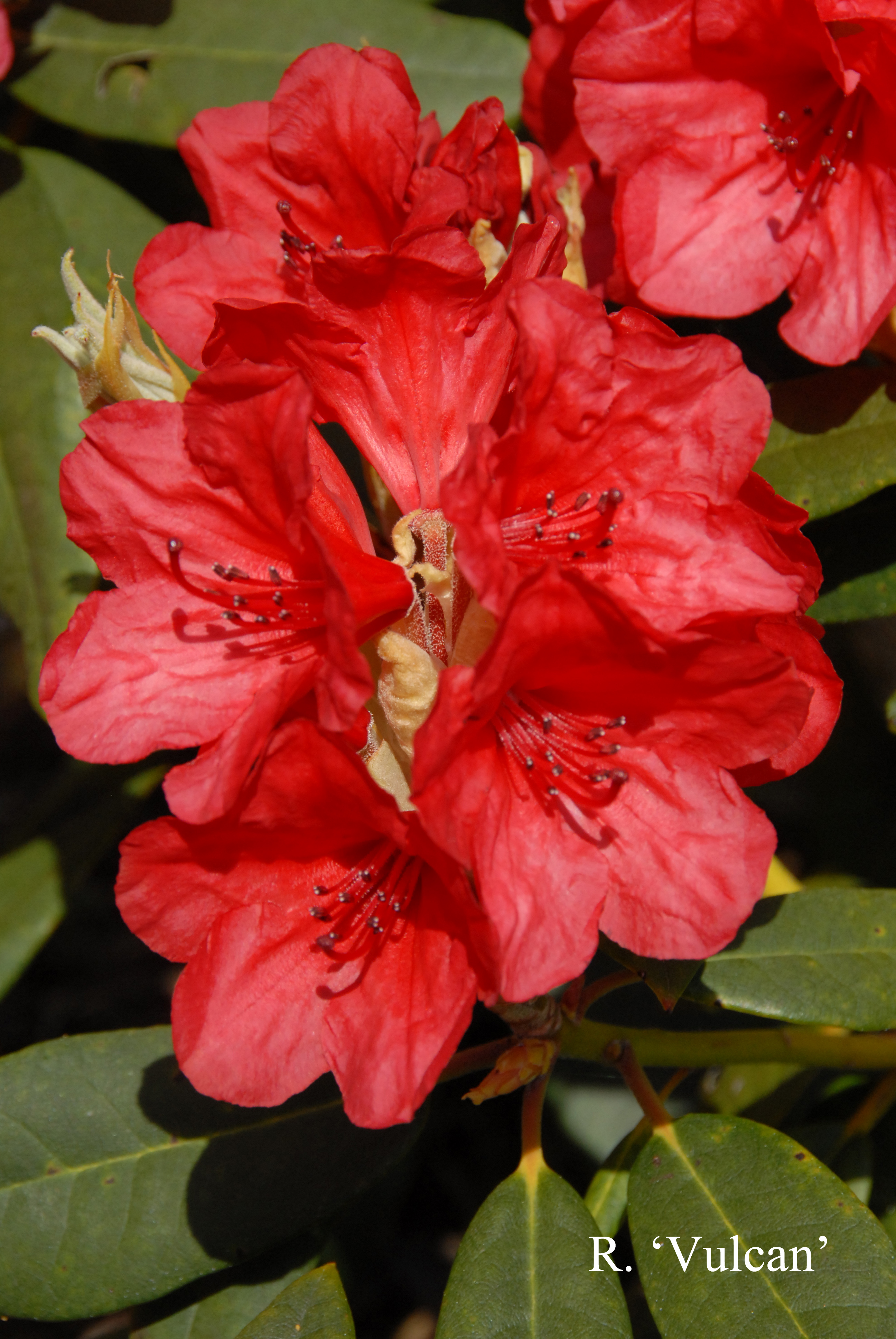 Rhododendron Vulcan photo