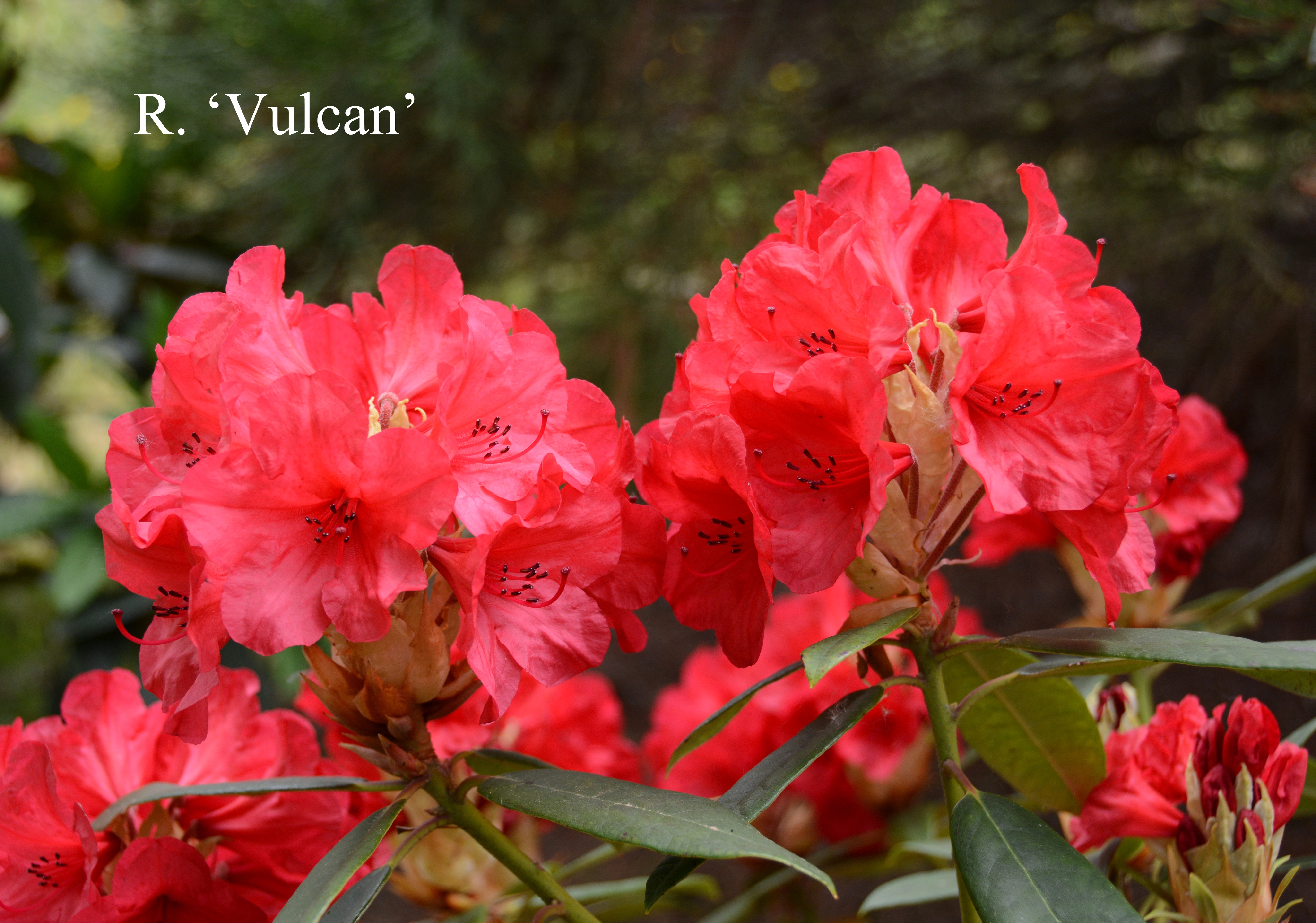 Rhododendron Vulcan photo