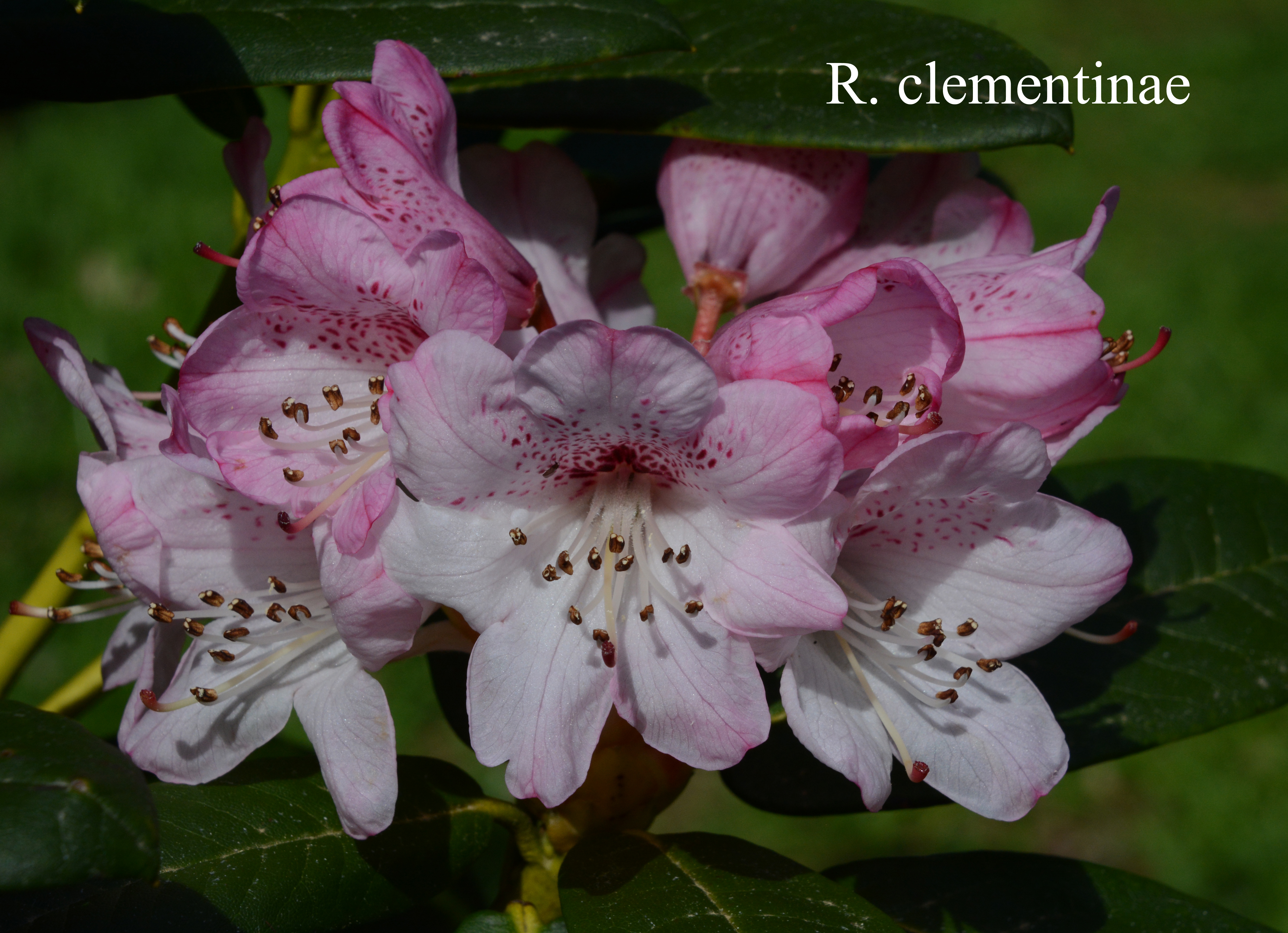 Rhododendron clementinae photo