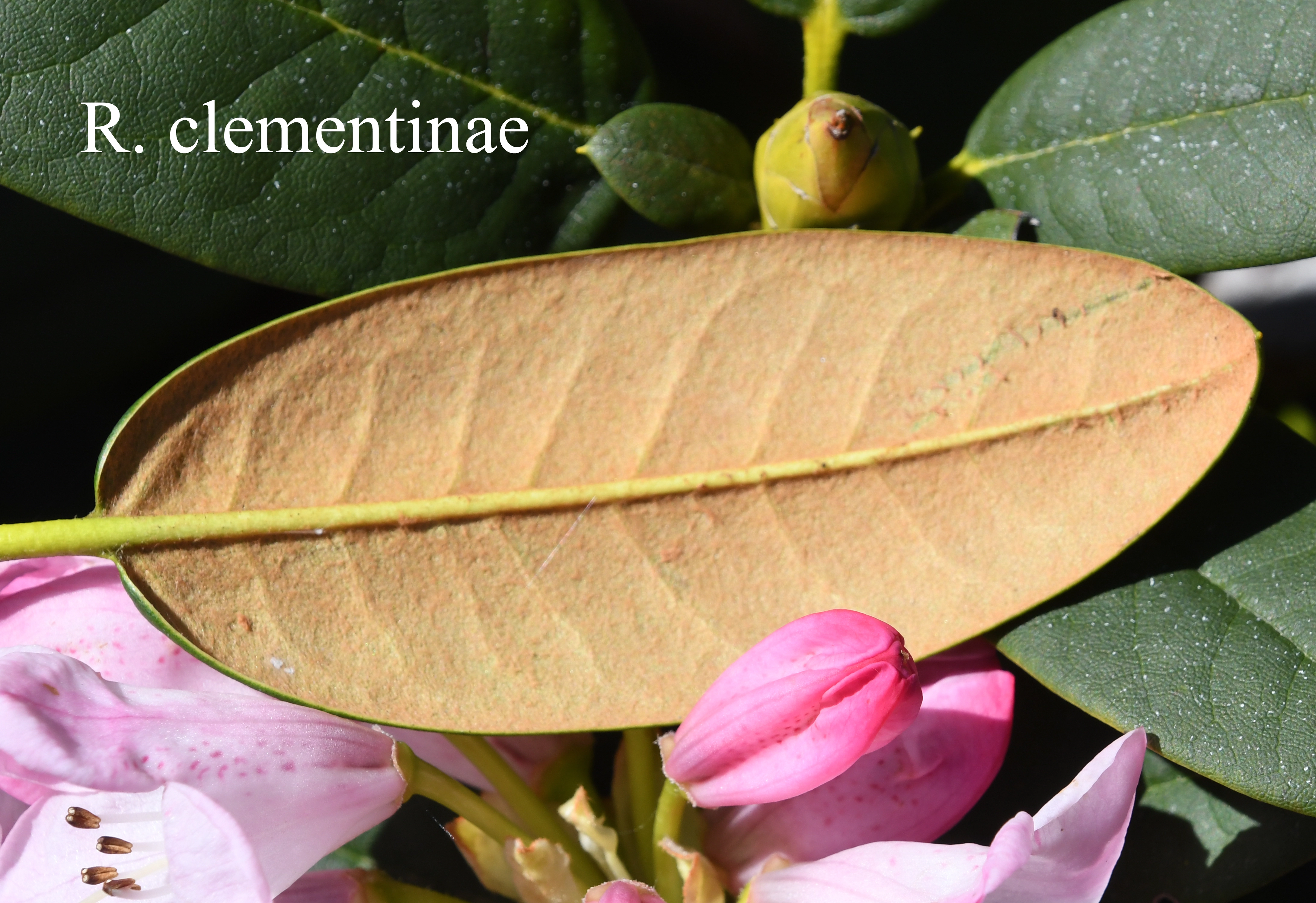 Rhododendron clementinae photo