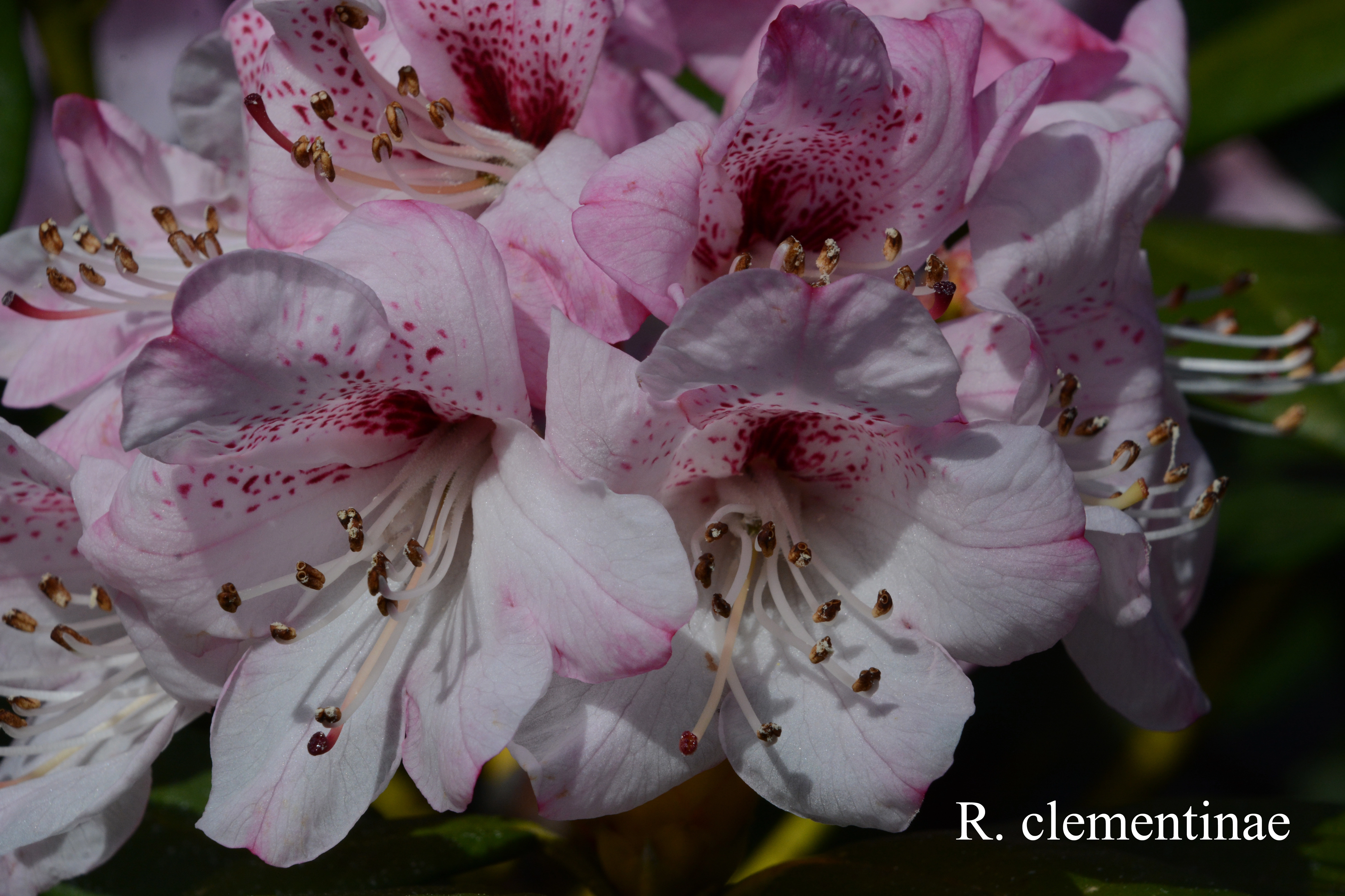 Rhododendron clementinae photo