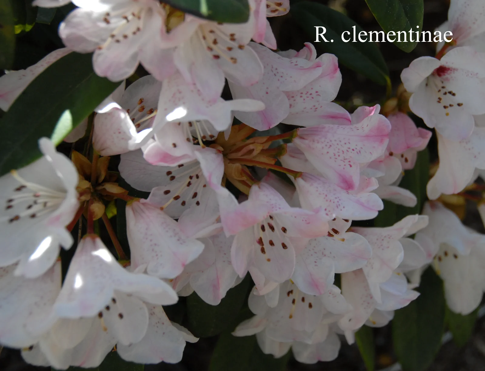 R. clementinae photo of R. clementinae. Location: Fearing's Farm Nursery, Abbotsford, BC, Canada. Photo by: Harold Fearing