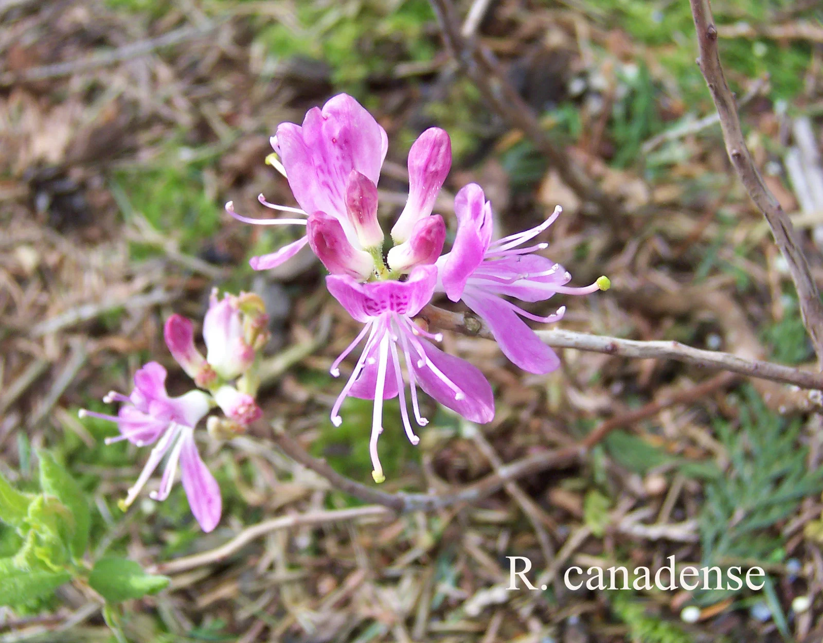 R. canadense photo of R. canadense. Location: Fearing's Farm Nursery, Abbotsford, BC, Canada. Photo by: Harold Fearing