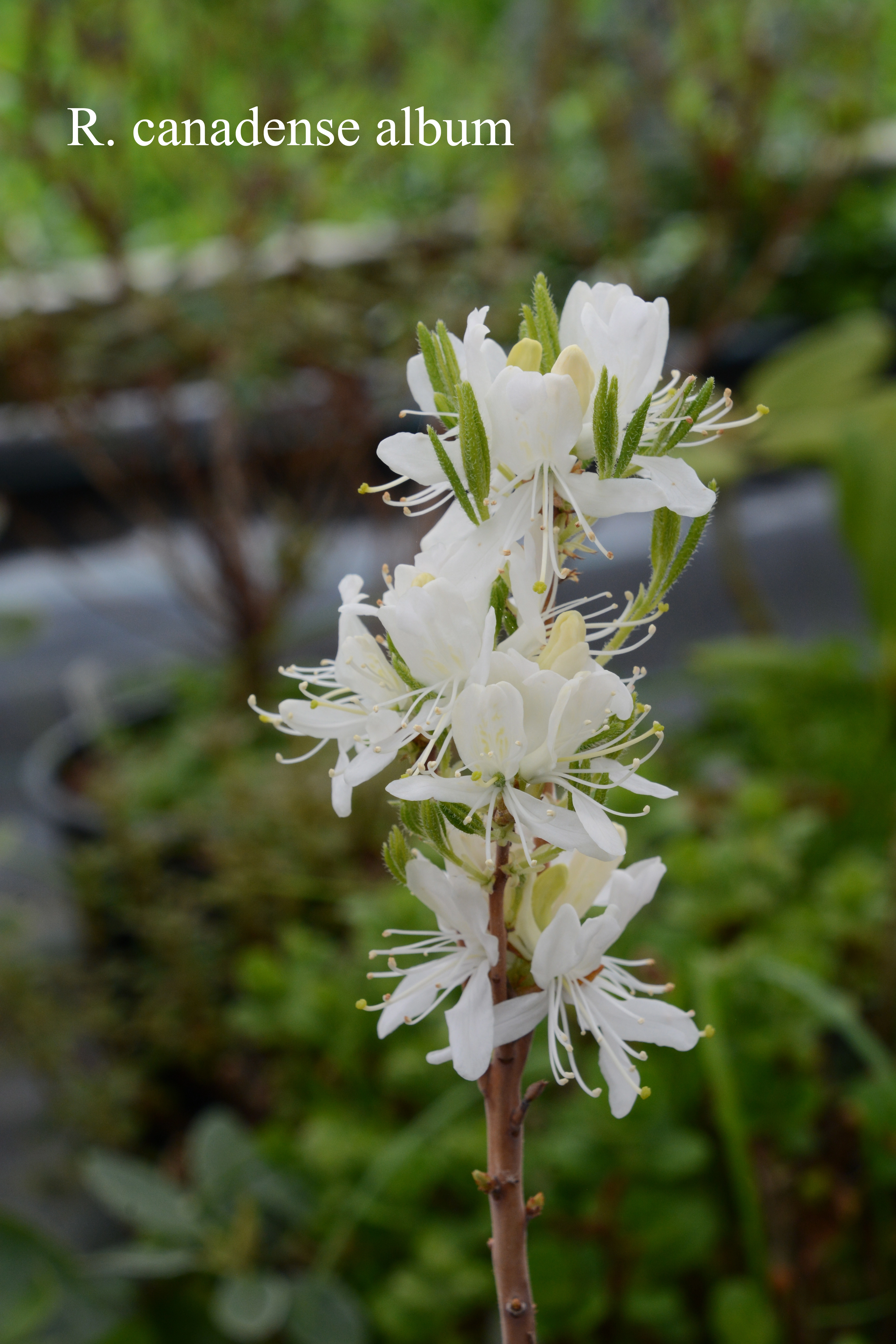 Rhododendron canadense photo
