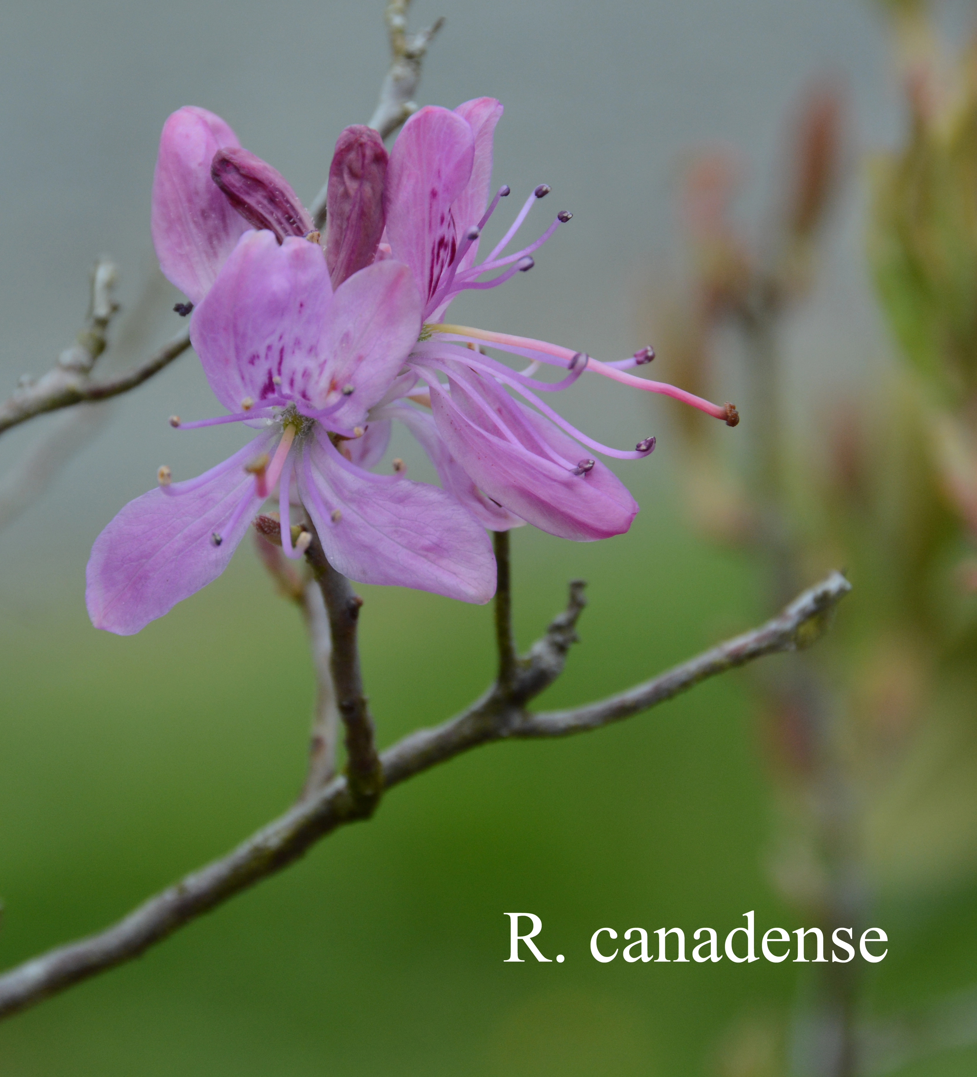 Rhododendron canadense photo