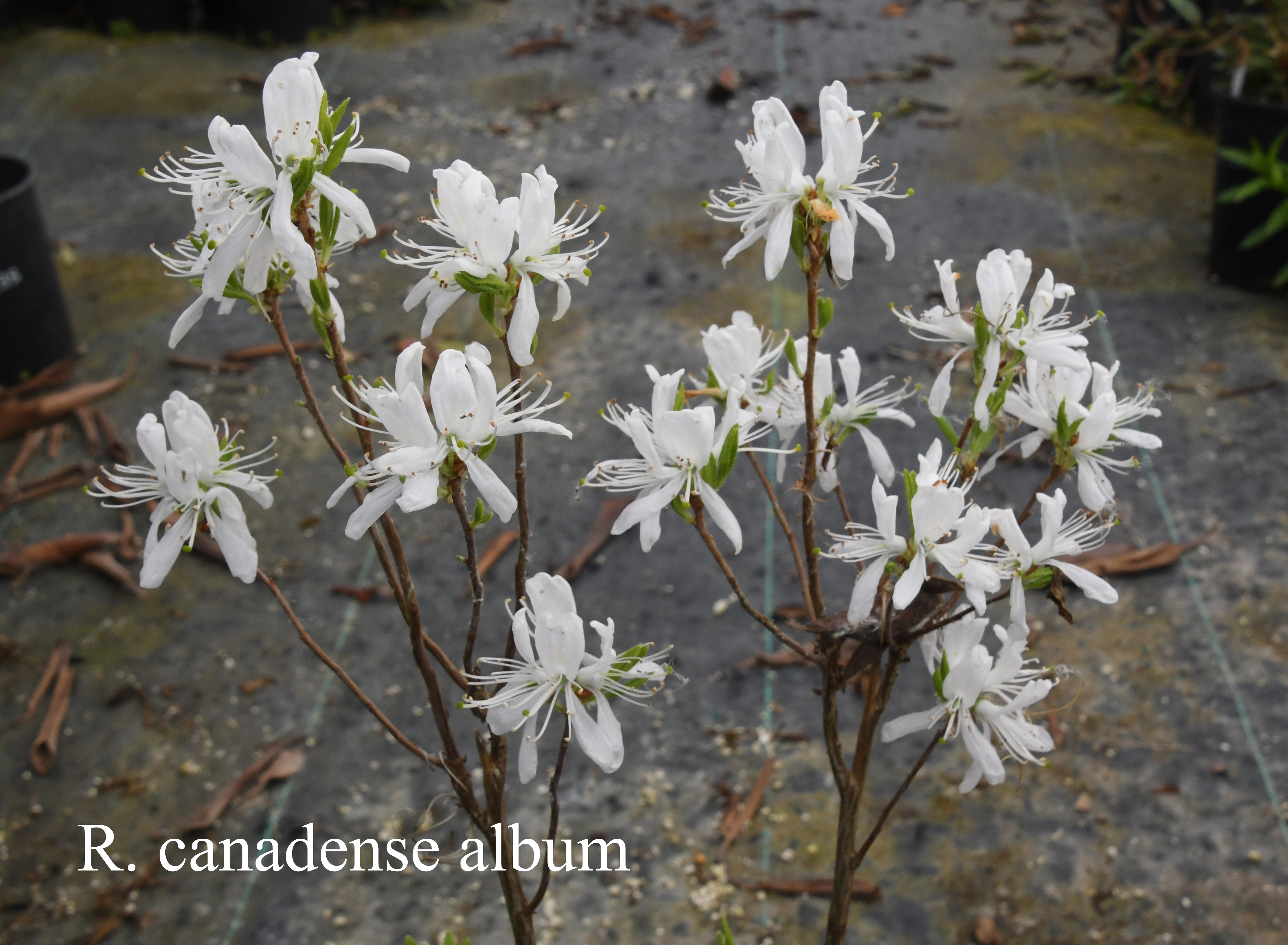 Rhododendron canadense photo