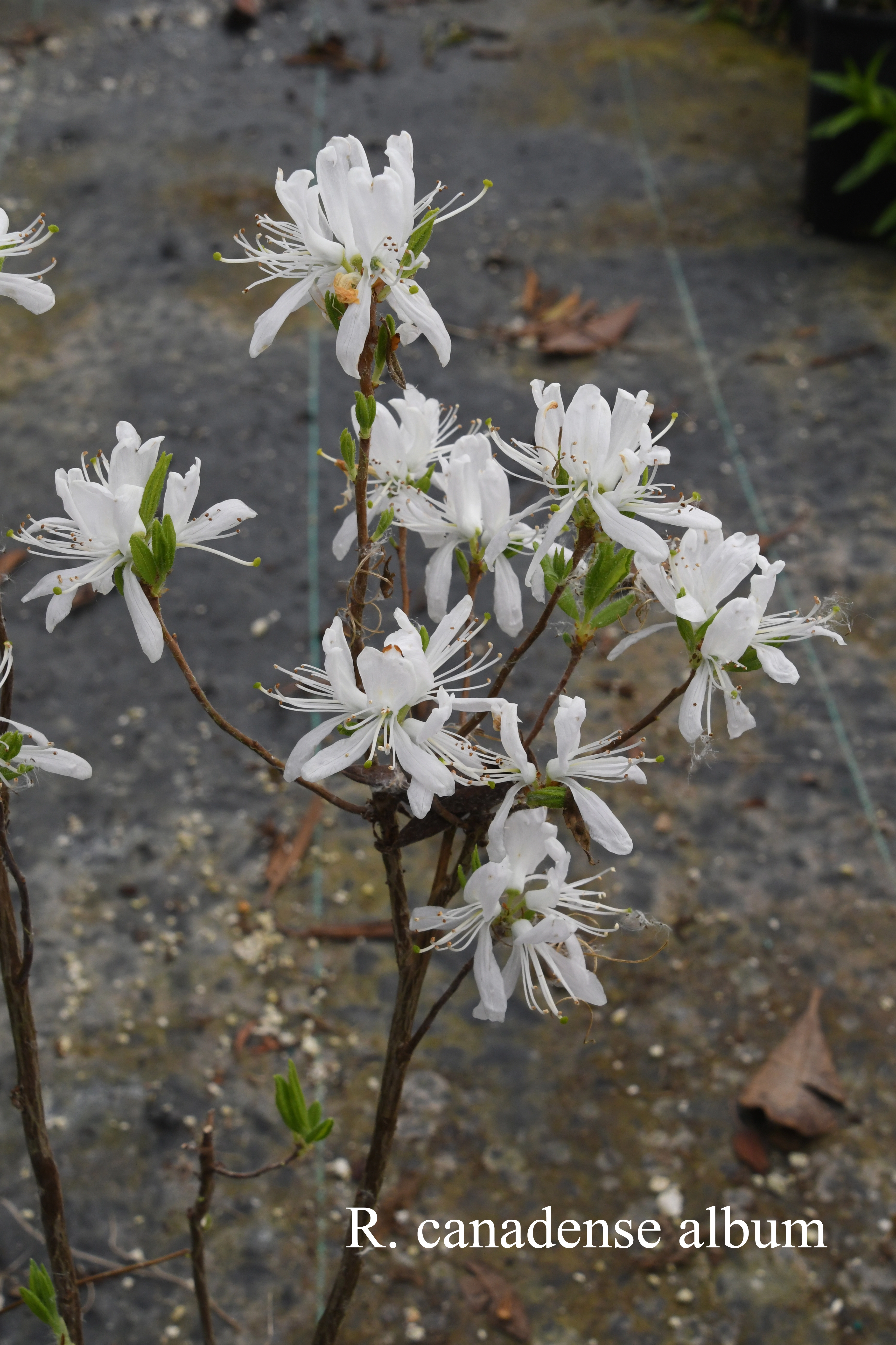 Rhododendron canadense photo