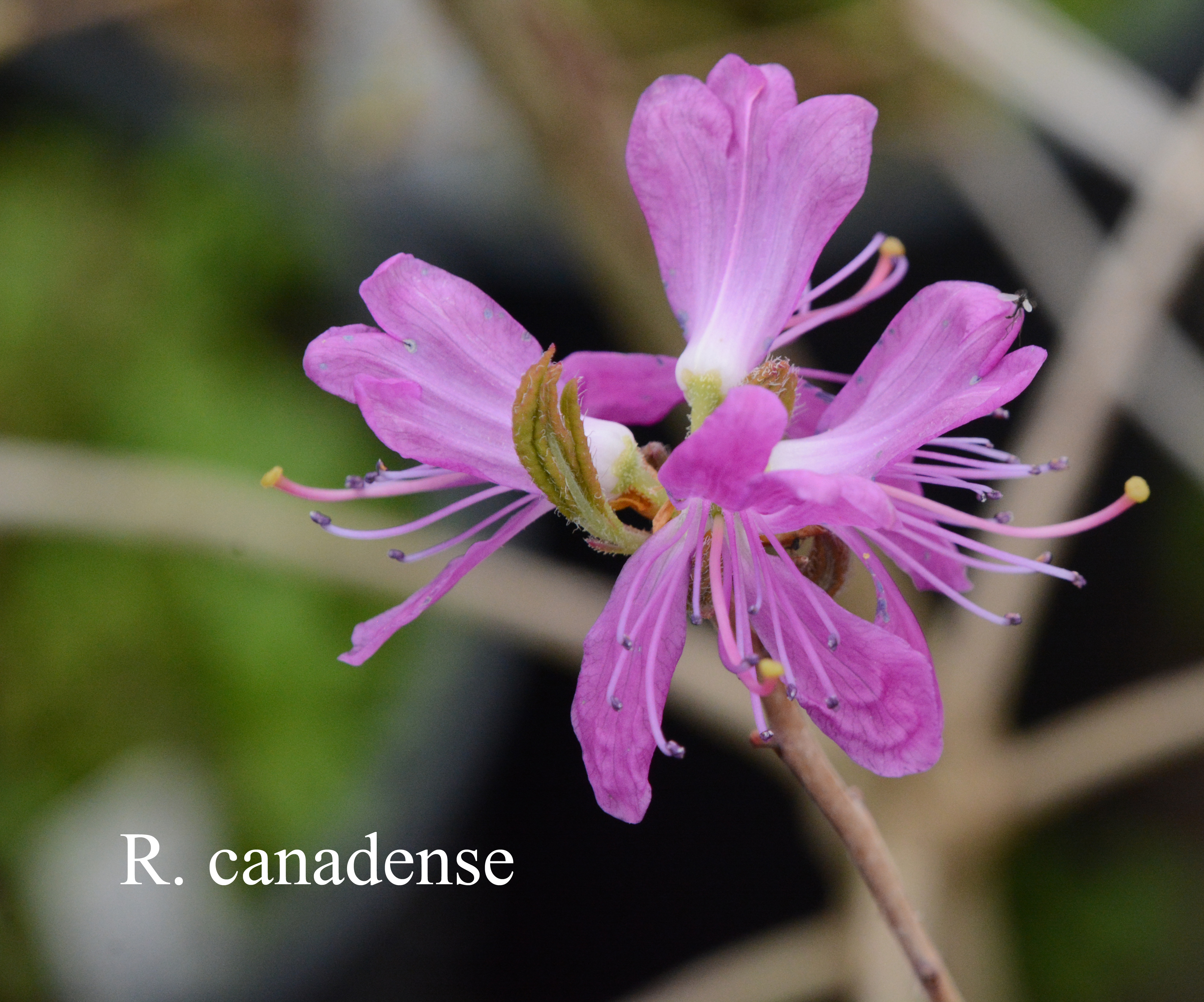 Rhododendron canadense photo