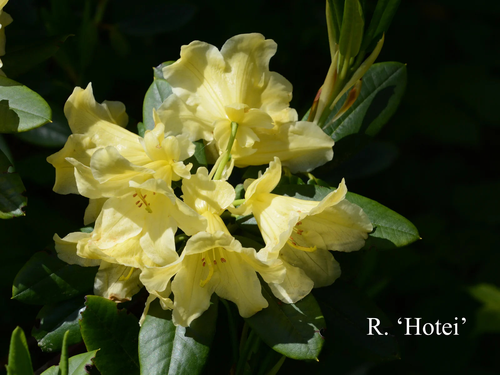 R. 'Hotei' photo of R. 'Hotei'. Location: Fearing's Farm Nursery, Abbotsford, BC, Canada. Photo by: Harold Fearing