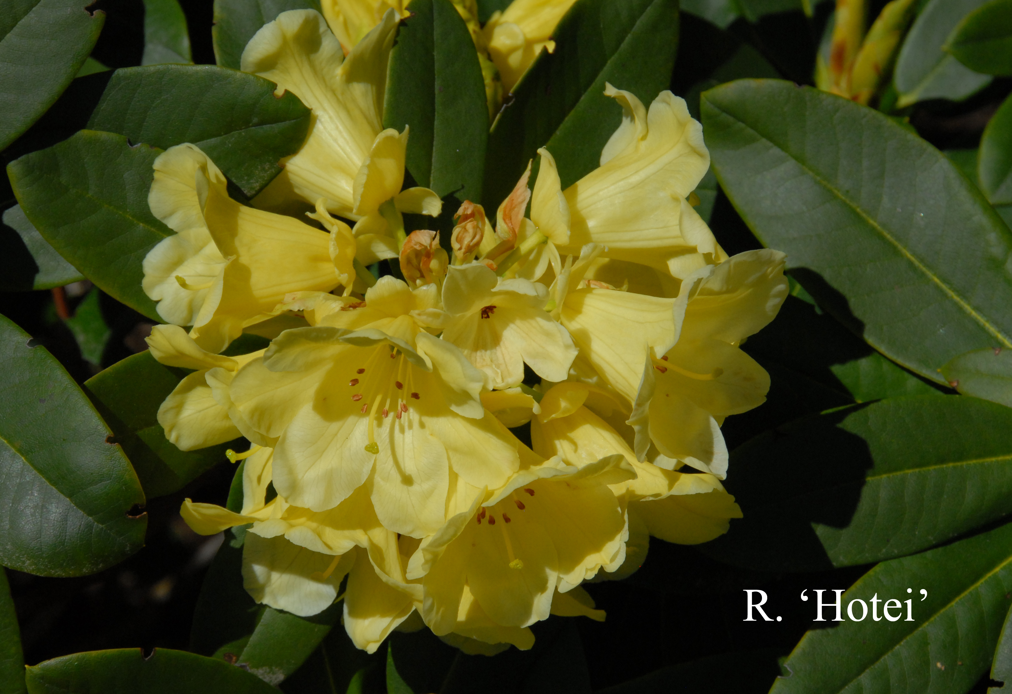 Rhododendron Hotei photo