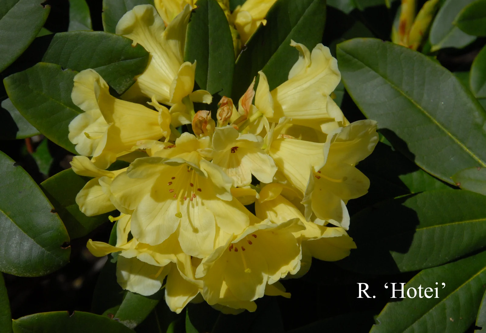 R. 'Hotei' photo of R. 'Hotei'. Location: Fearing's Farm Nursery, Abbotsford, BC, Canada. Photo by: Harold Fearing