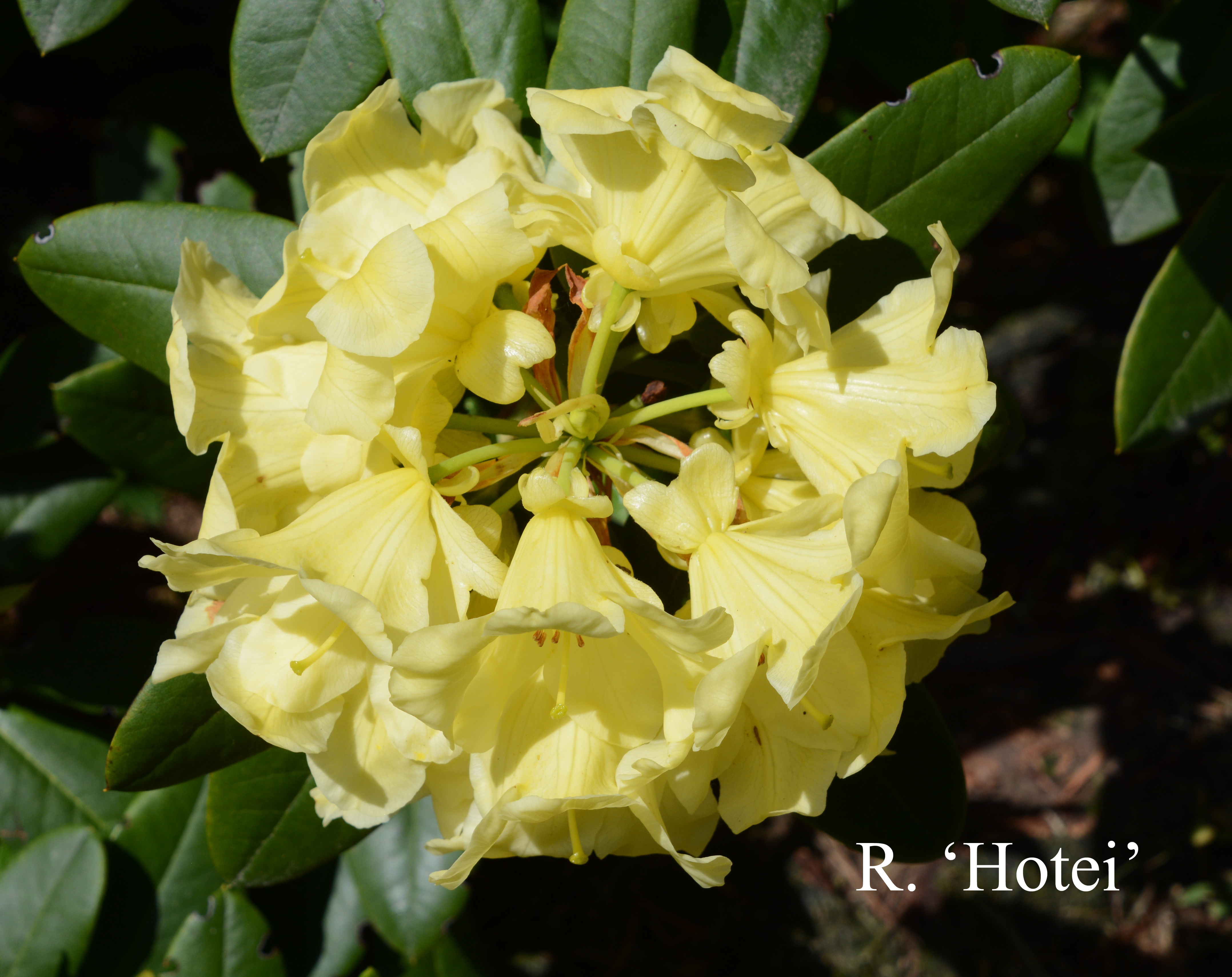 Rhododendron Hotei photo