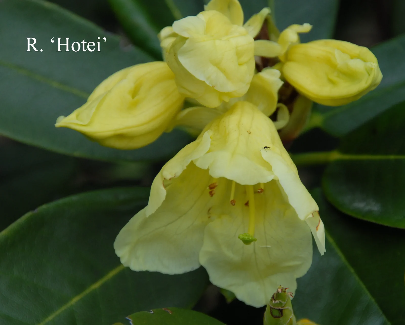 R. 'Hotei' photo of R. 'Hotei'. Location: Fearing's Farm Nursery, Abbotsford, BC, Canada. Photo by: Harold Fearing