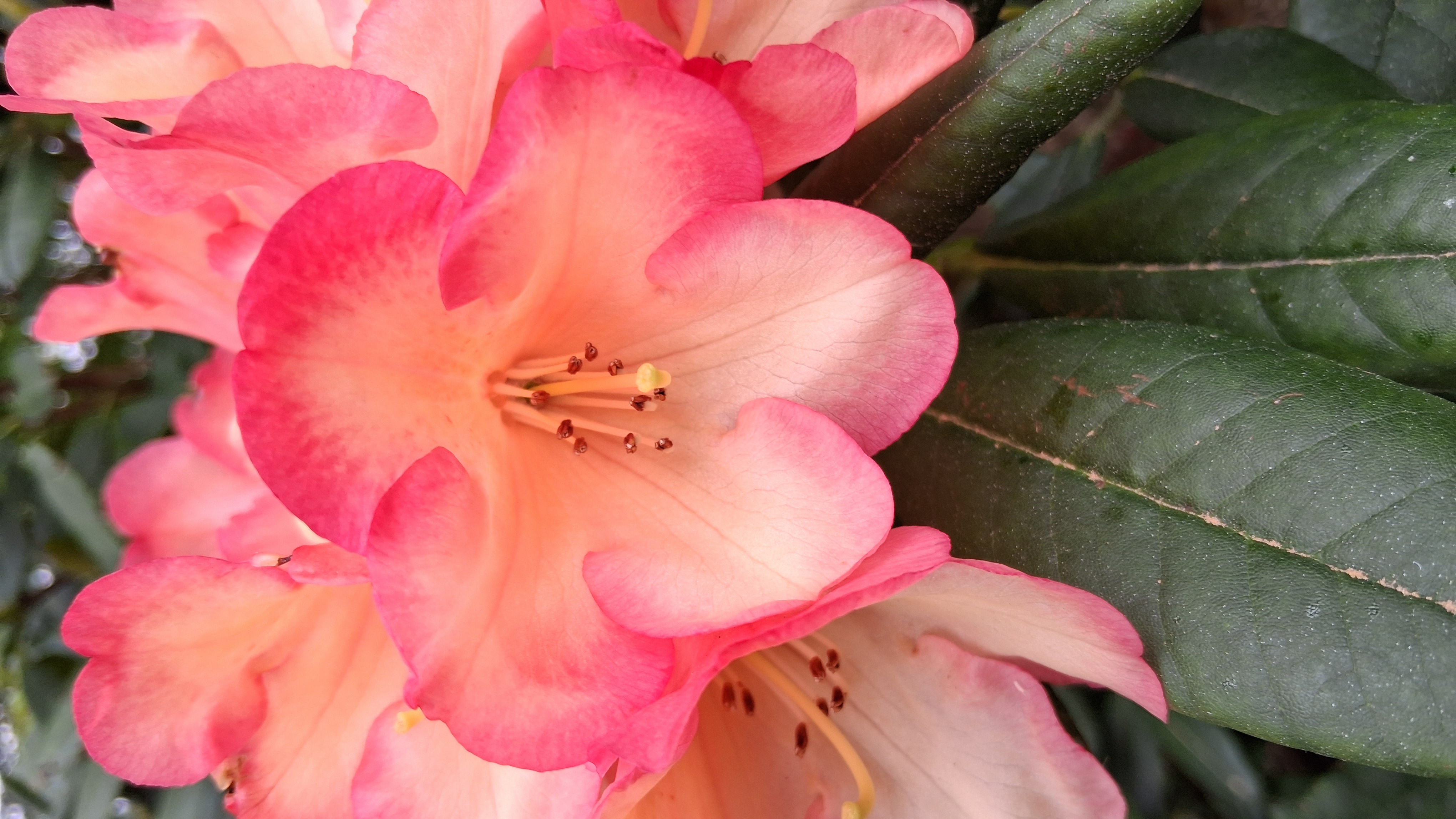 Rhododendron Seaview Sunset photo
