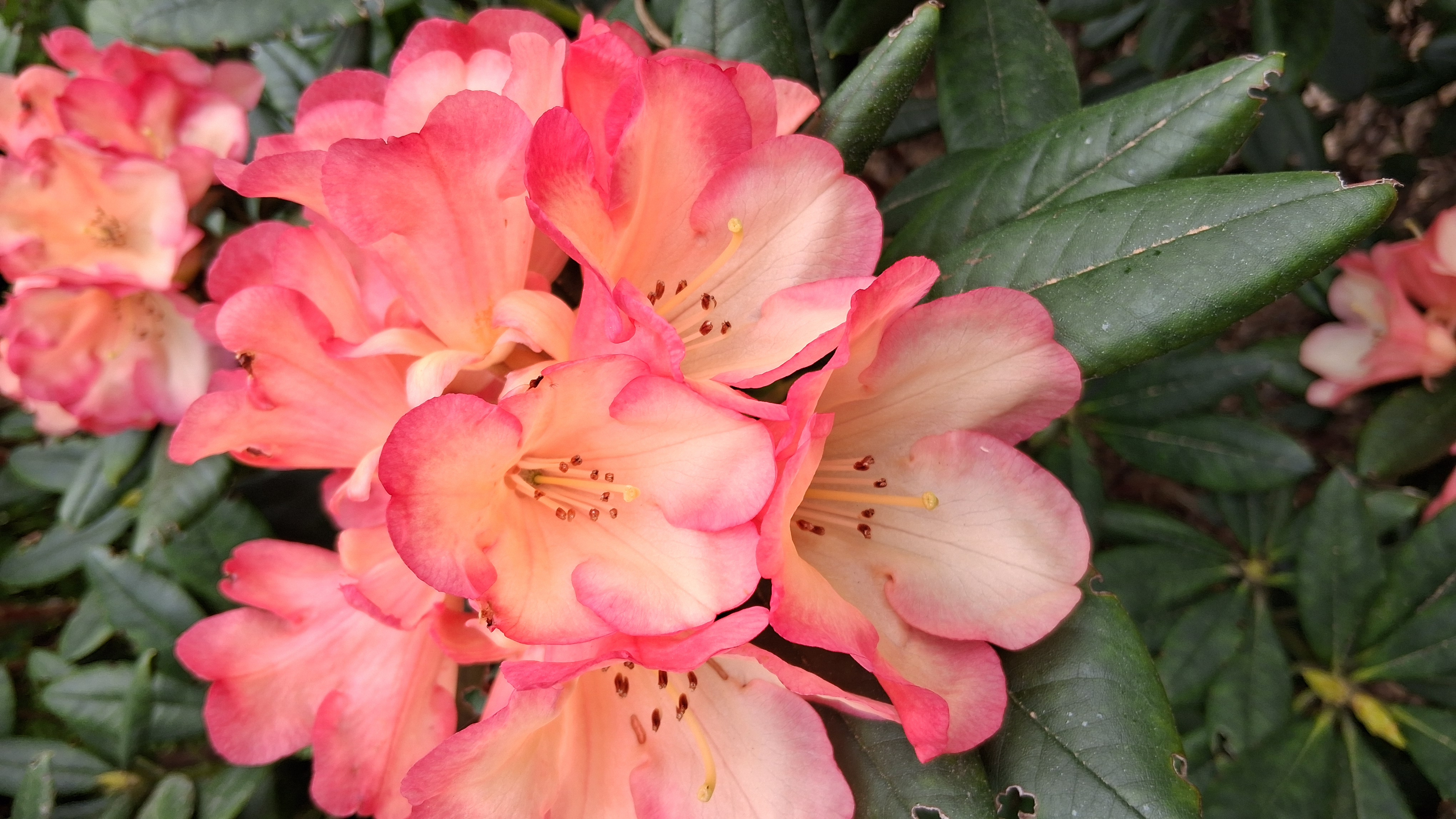 Rhododendron Seaview Sunset photo