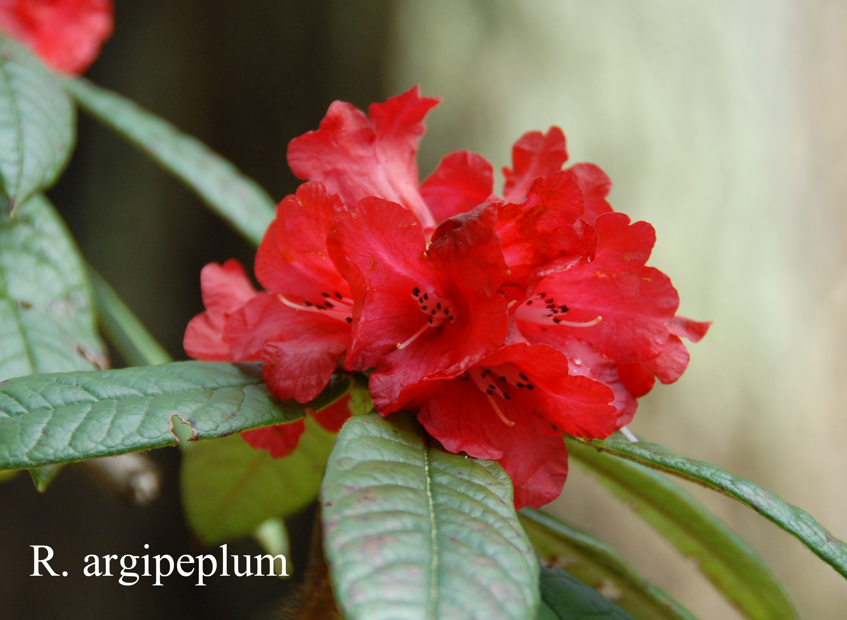 Rhododendron argipeplum photo
