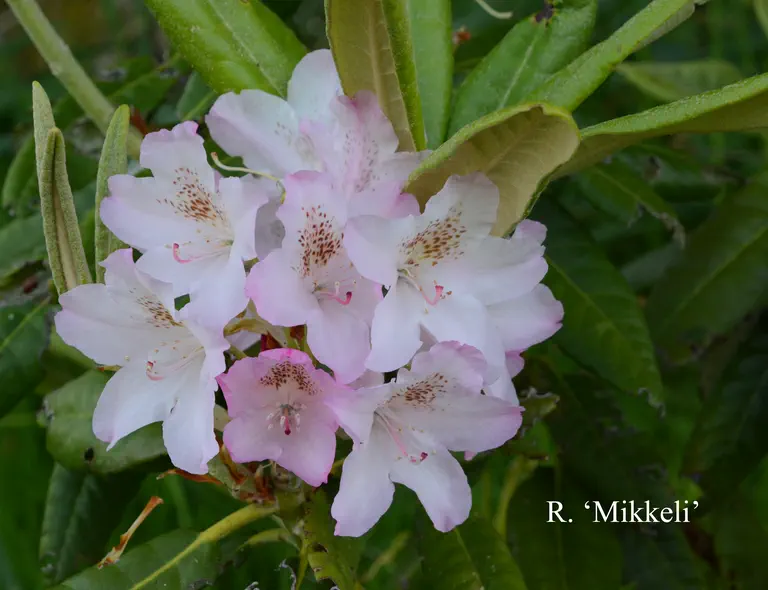 Photo of R. 'Saint Michel', Rhododendron Hybrid