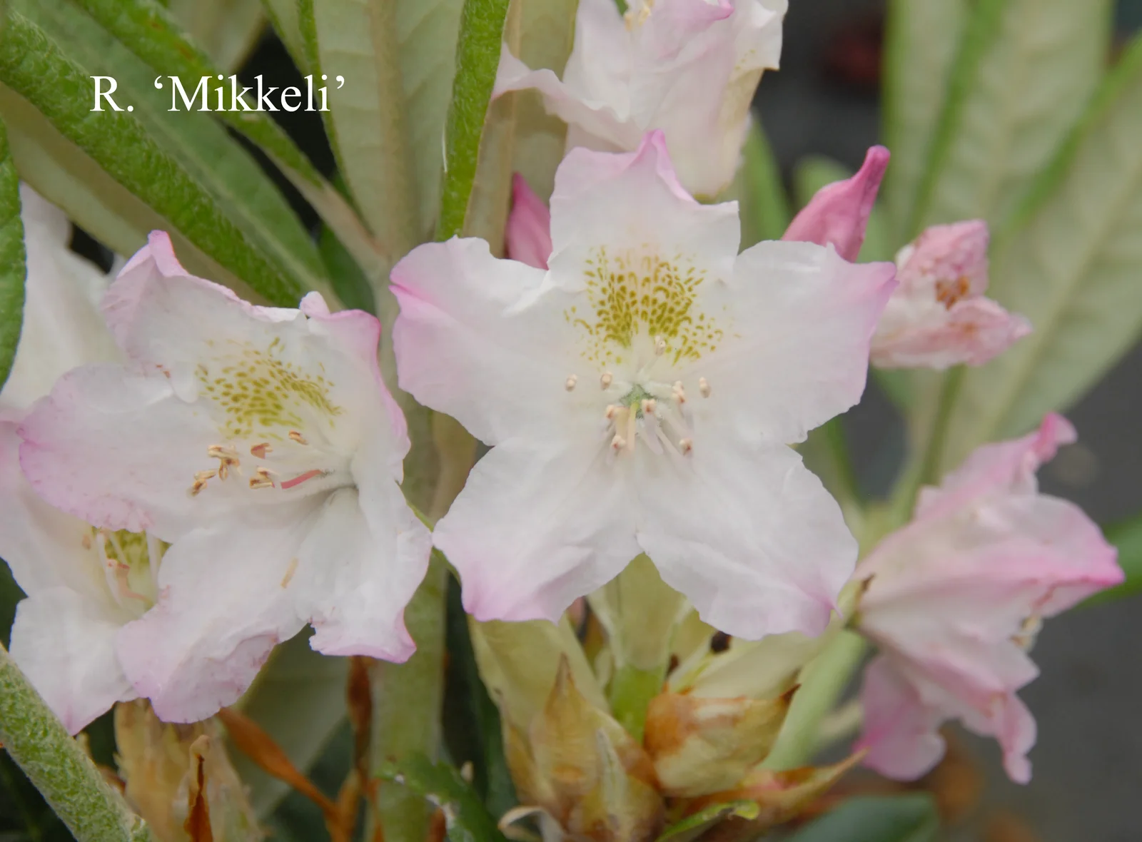 R. 'Saint Michel' photo of R. 'Saint Michel'. Location: Fearing's Farm Nursery, Abbotsford, BC, Canada. Photo by: Harold Fearing