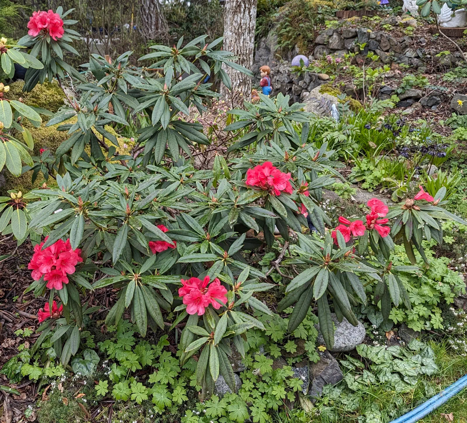 R. 'Iona Campagnolo' photo of R. 'Iona Campagnolo'. Spreading habit. Location: Sooke, South Vancouver Island, BC, Canada. Photo by: John Verwolf