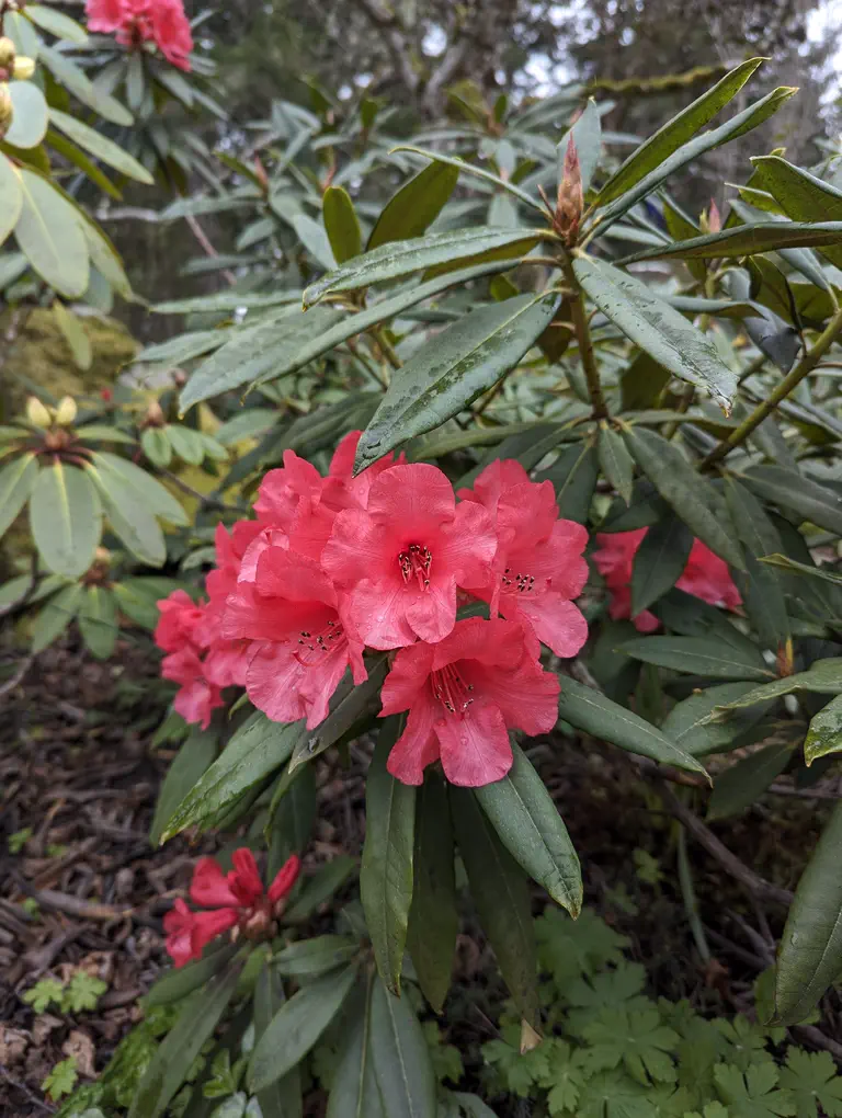 Photo of R. 'Iona Campagnolo', Rhododendron Hybrid