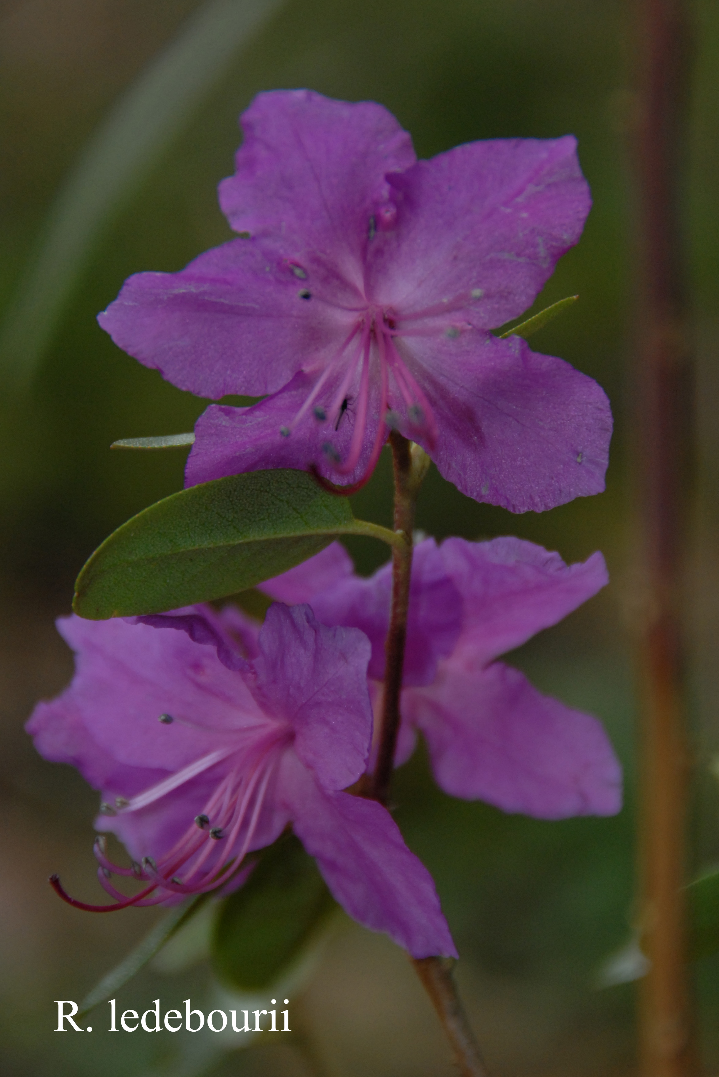 Rhododendron ledebourii photo