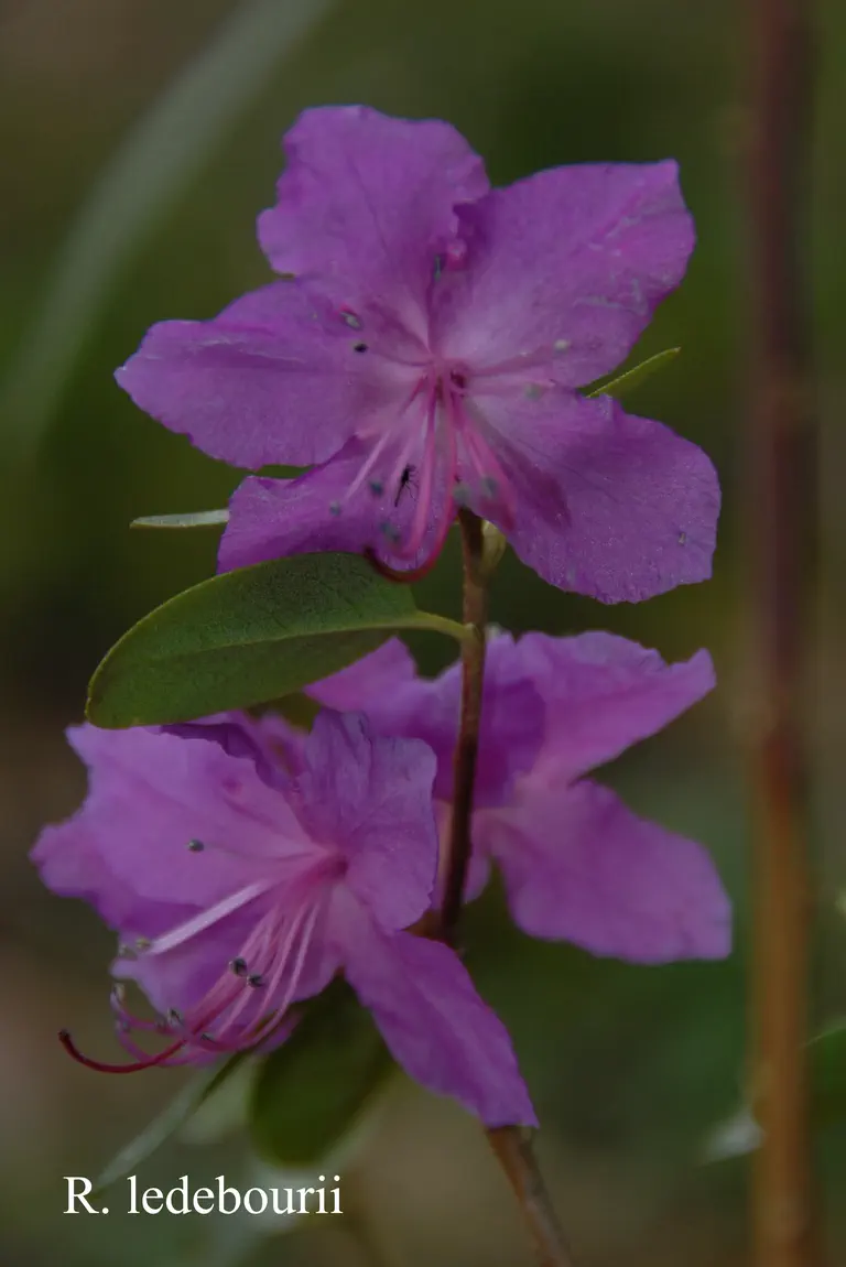 Photo of R. ledebourii, Species