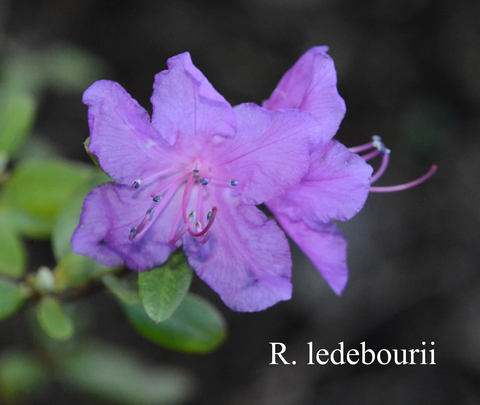 R. ledebourii photo of R. ledebourii. Location: Fearing's Farm Nursery, Abbotsford, BC, Canada. Photo by: Harold Fearing