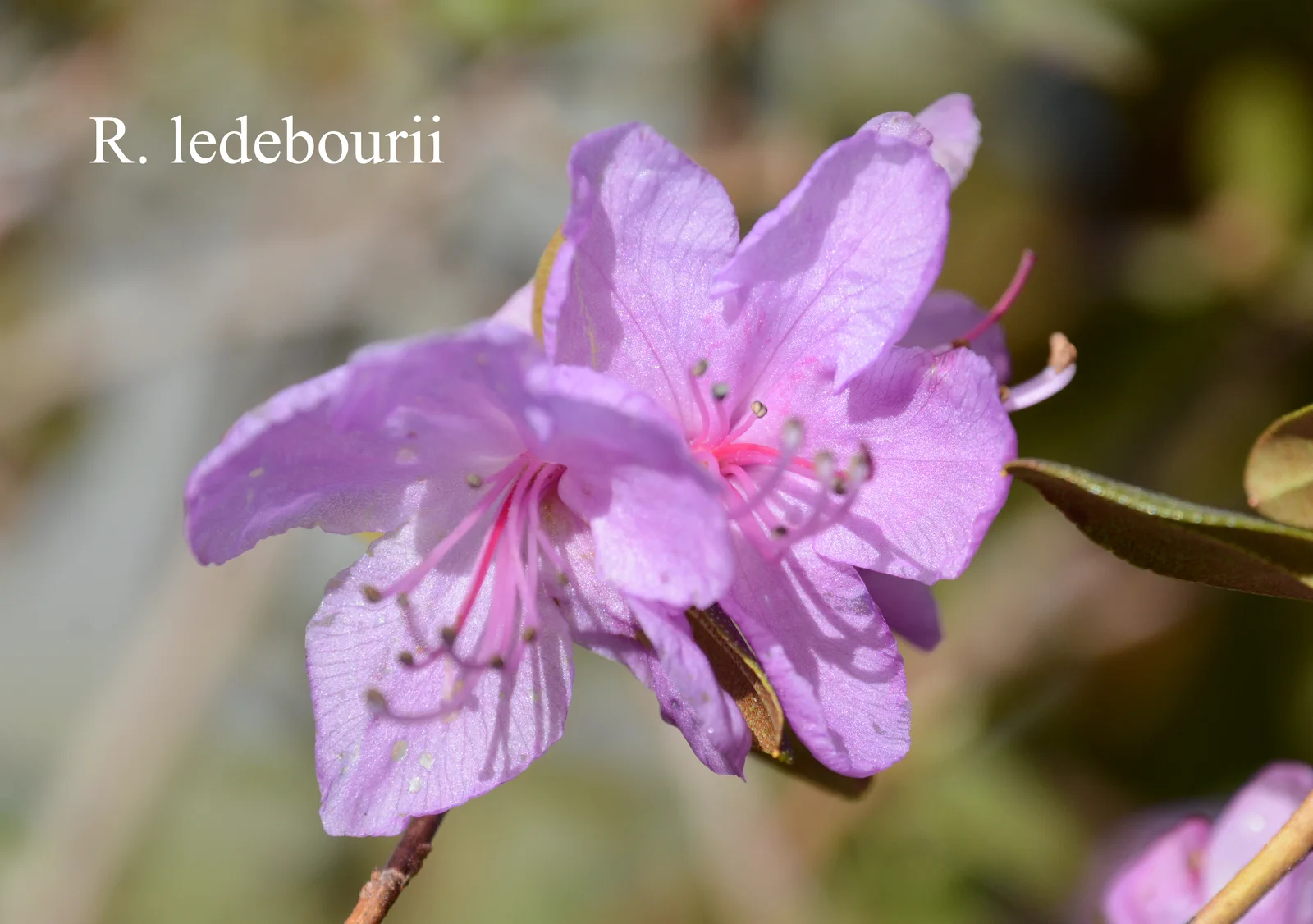 R. ledebourii photo of R. ledebourii. Location: Fearing's Farm Nursery, Abbotsford, BC, Canada. Photo by: Harold Fearing