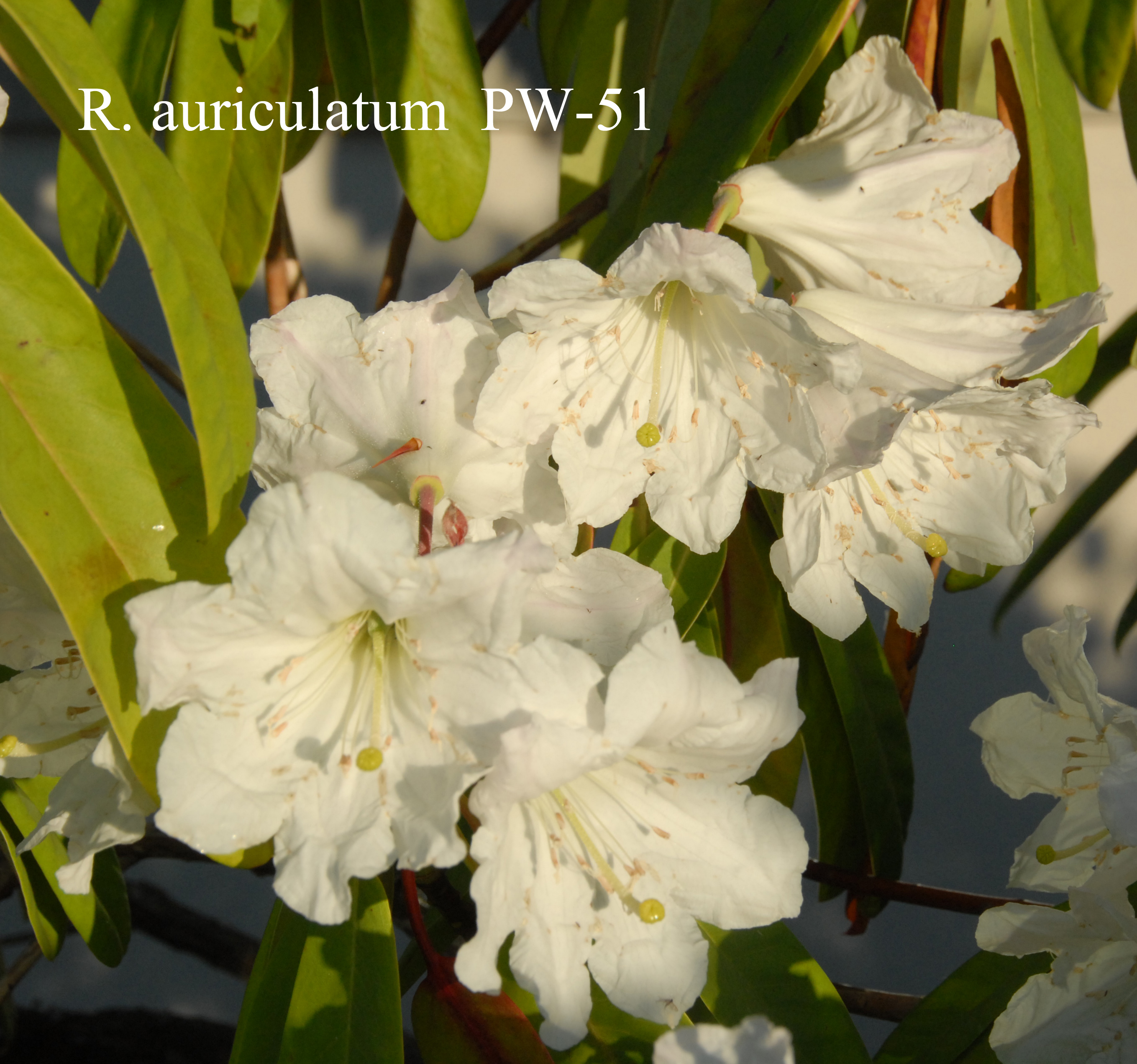 Rhododendron auriculatum photo