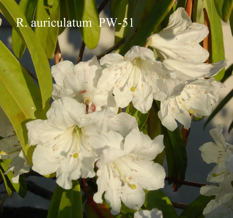 Photo of R. auriculatum, Species