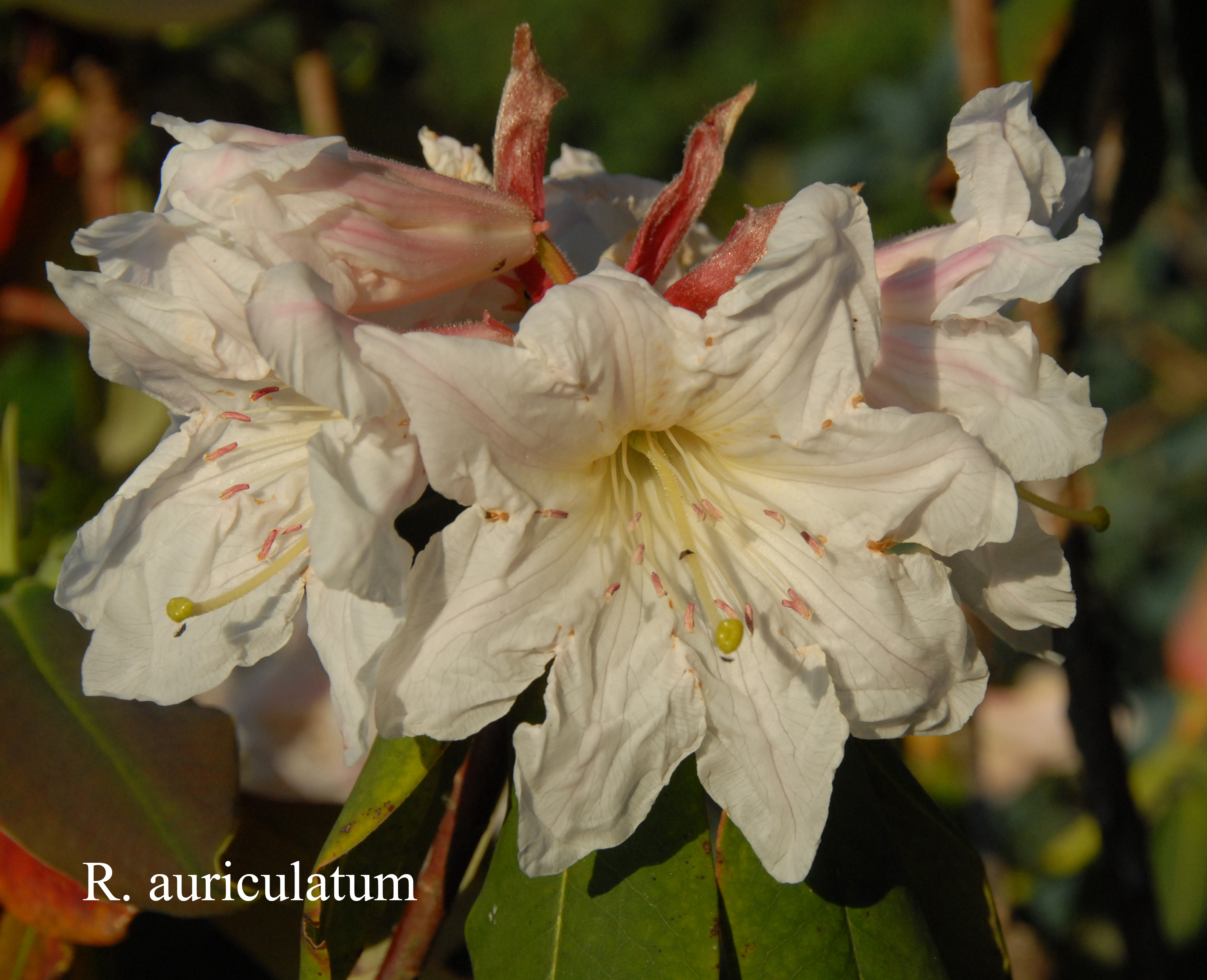 Rhododendron auriculatum photo