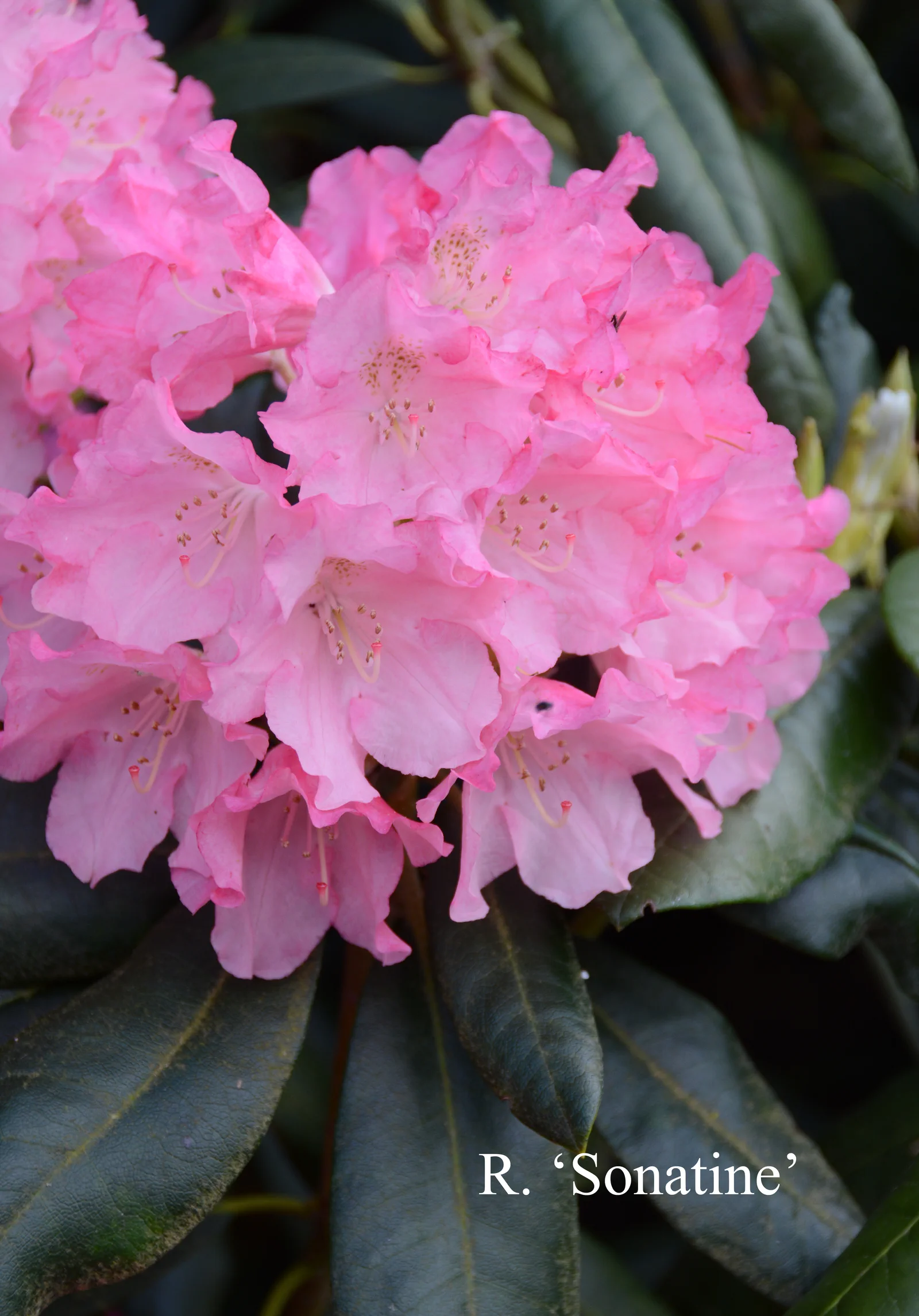 R. 'Sonatine' photo of R. 'Sonatine'. Location: Fearing's Farm Nursery, Abbotsford, BC, Canada. Photo by: Harold Fearing