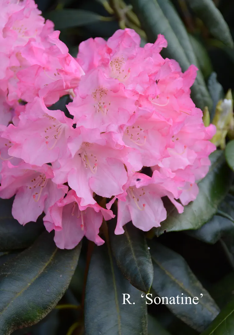 Photo of R. 'Sonatine', Rhododendron Hybrid