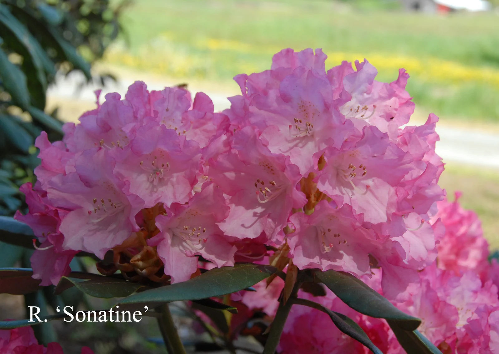 R. 'Sonatine' photo of R. 'Sonatine'. Location: Fearing's Farm Nursery, Abbotsford, BC, Canada. Photo by: Harold Fearing