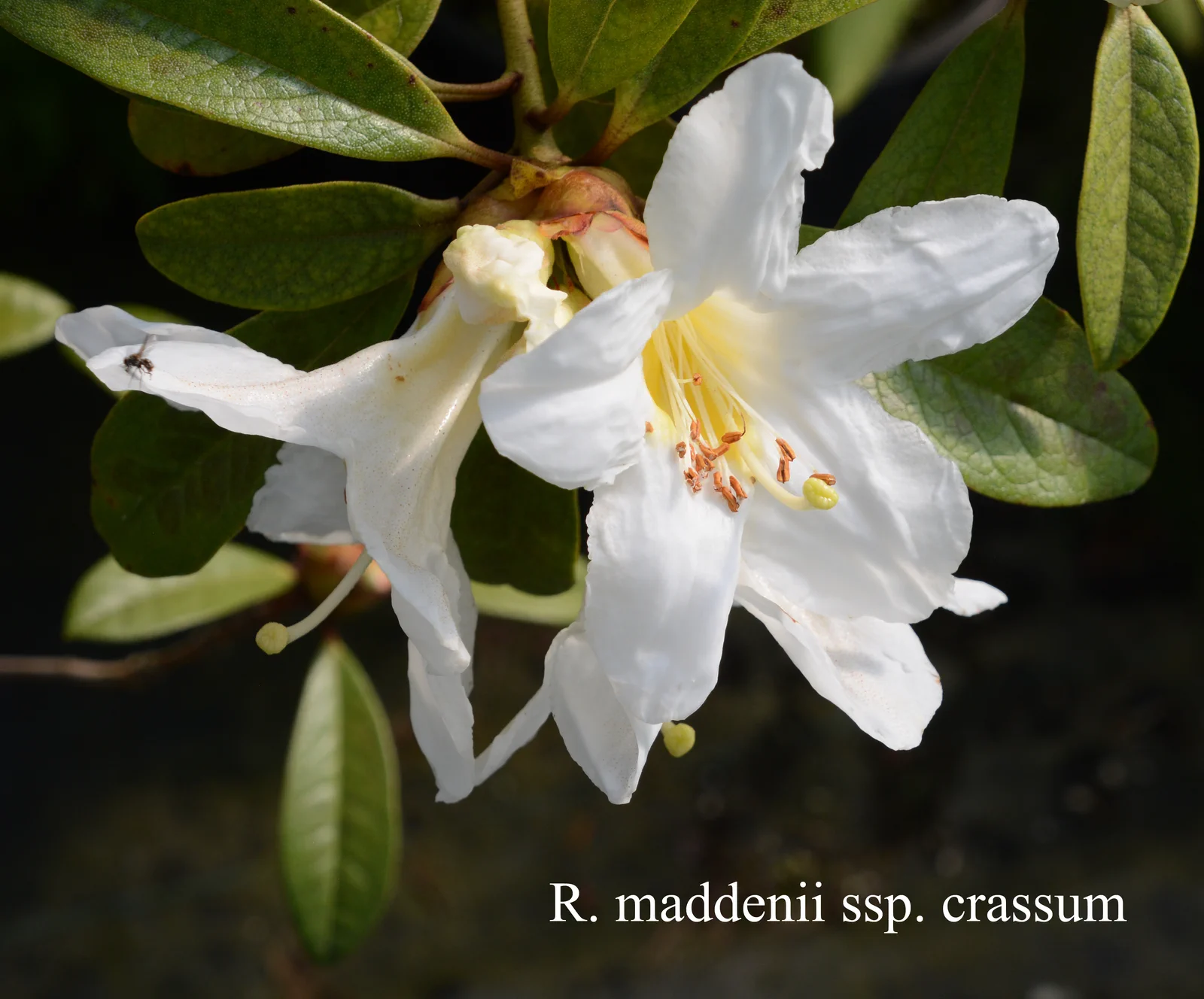 R. maddenii ssp crassum photo of R. maddenii ssp crassum. RSF. Location: Fearing's Farm Nursery, Abbotsford, BC, Canada. Photo by: Harold Fearing