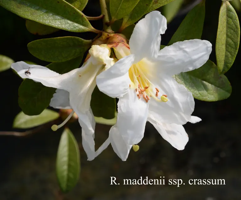 Photo of R. maddenii ssp crassum, Species