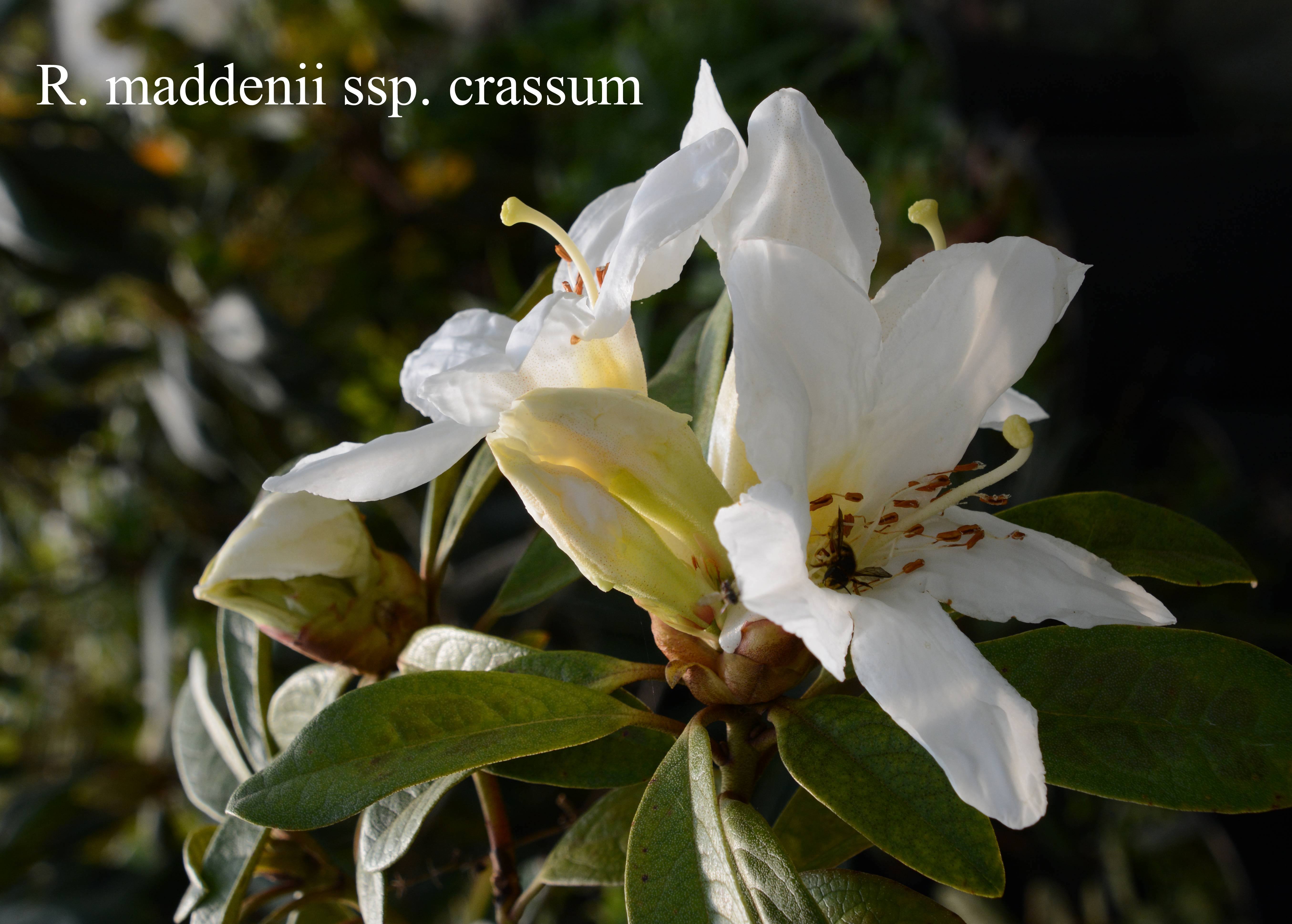Rhododendron maddenii ssp crassum photo