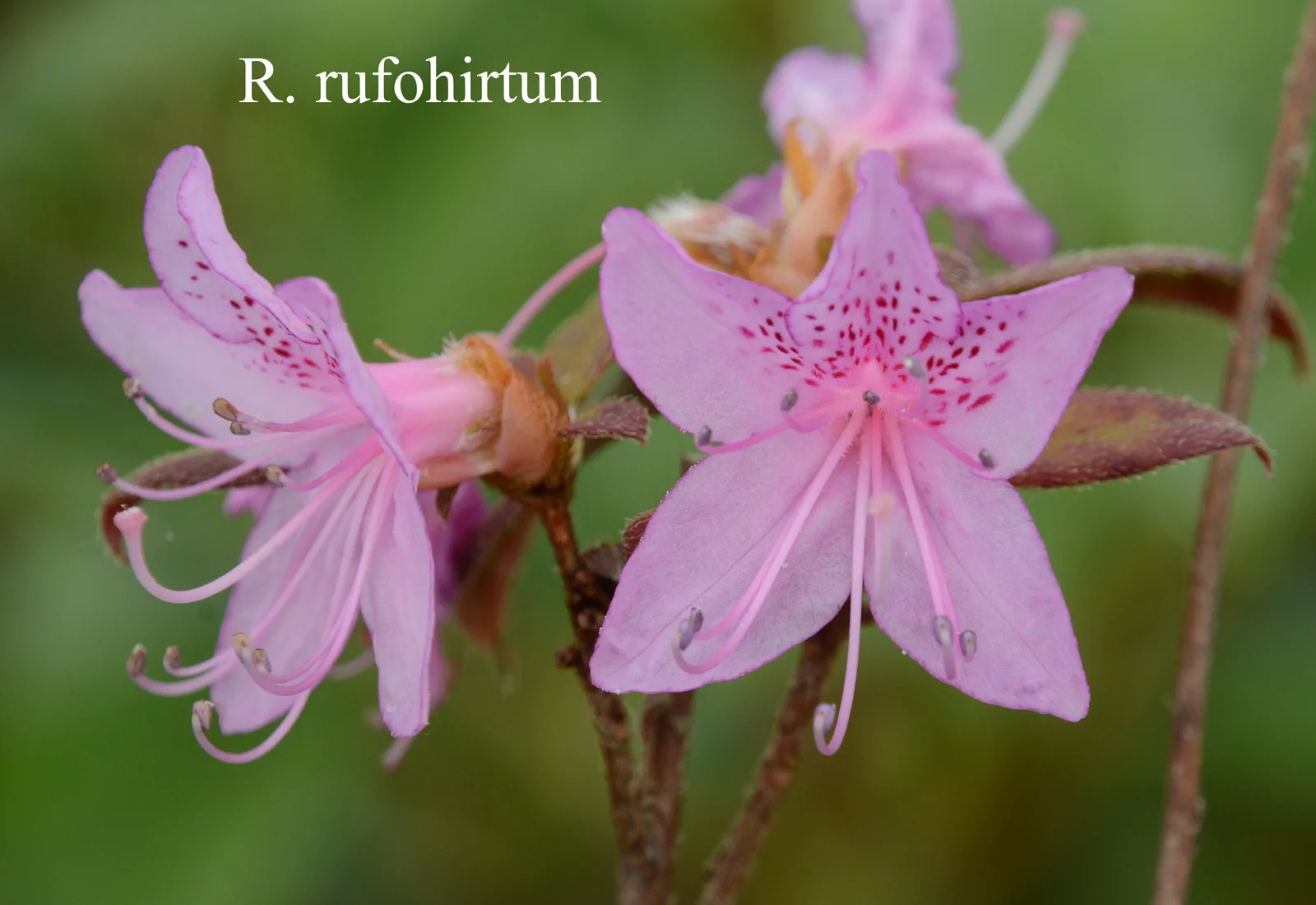 R. rufohirtum photo of R. rufohirtum. Location: Fearing's Farm Nursery, Abbotsford, BC, Canada. Photo by: Harold Fearing