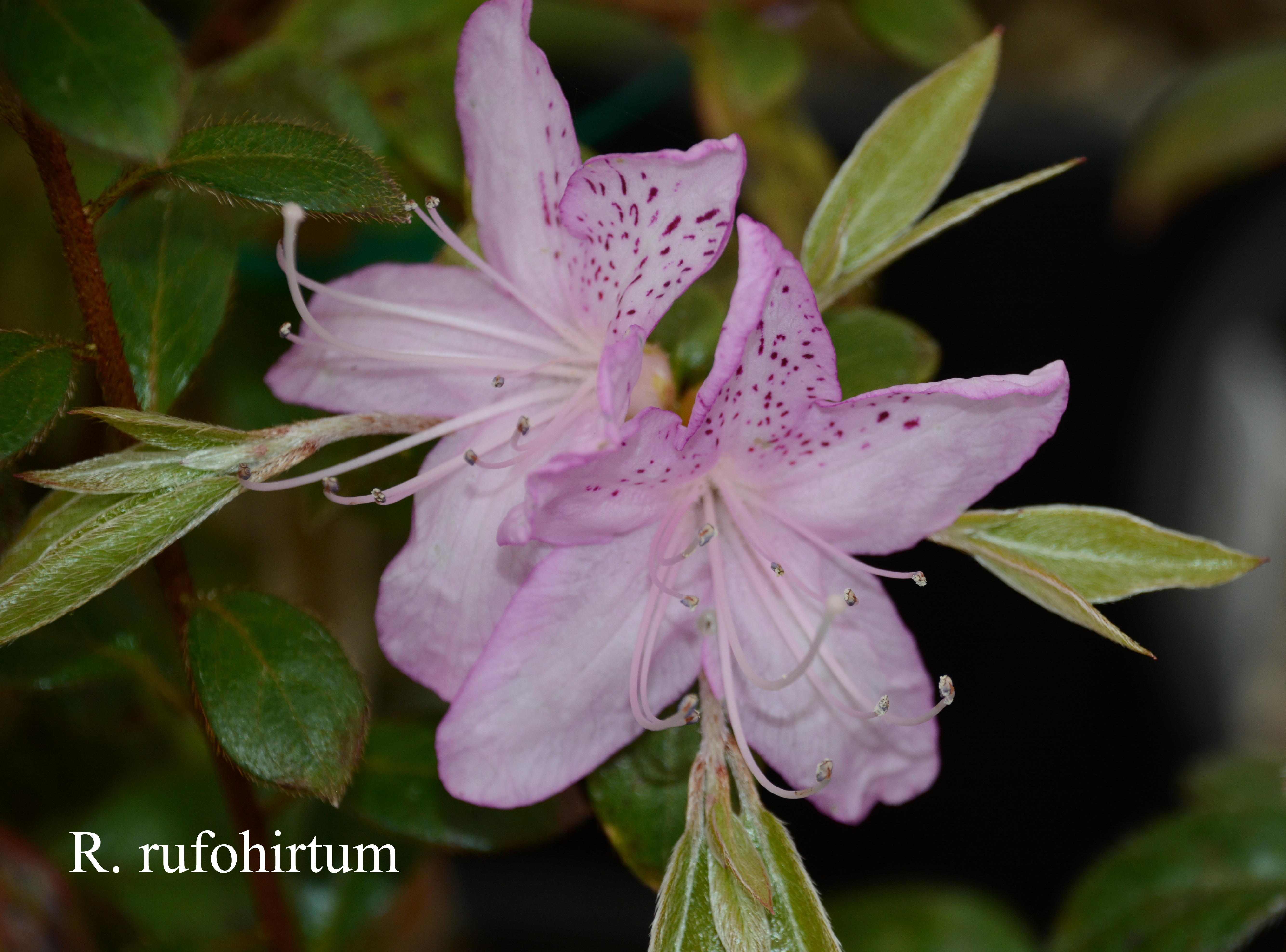 Rhododendron rufohirtum photo