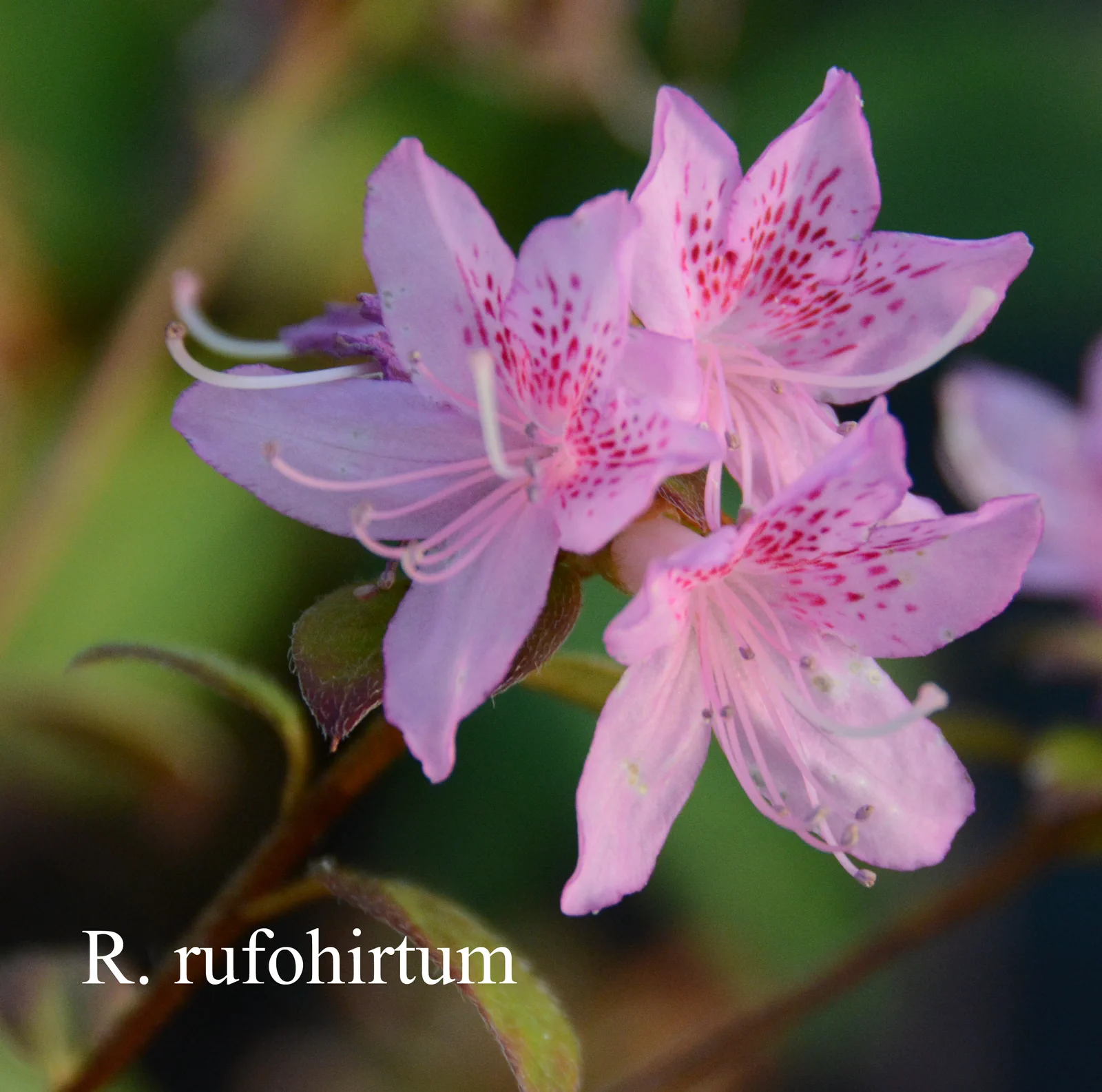 R. rufohirtum photo of R. rufohirtum. Location: Fearing's Farm Nursery, Abbotsford, BC, Canada. Photo by: Harold Fearing