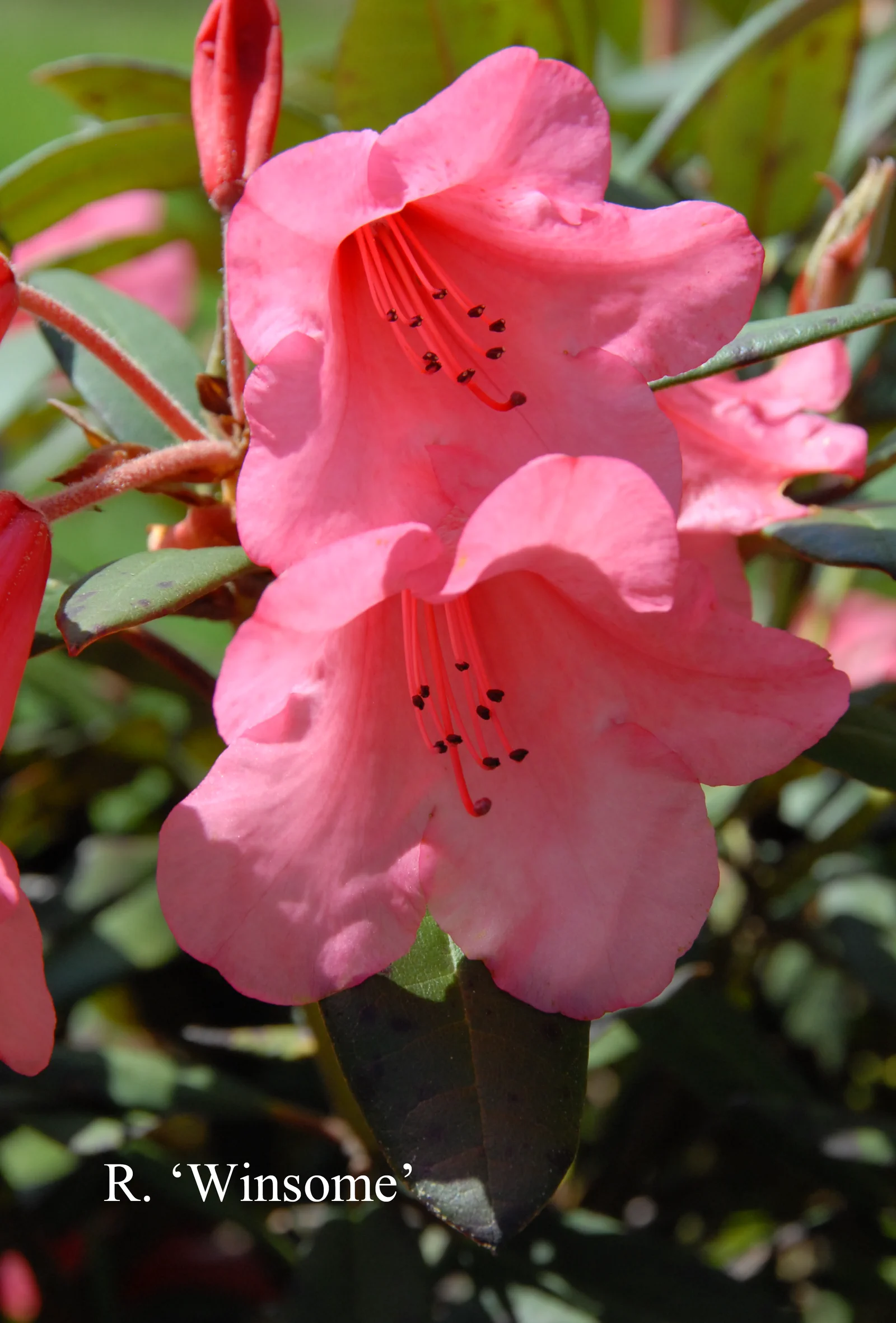 R. 'Winsome' photo of R. 'Winsome'. Location: Fearing's Farm Nursery, Abbotsford, BC, Canada. Photo by: Harold Fearing