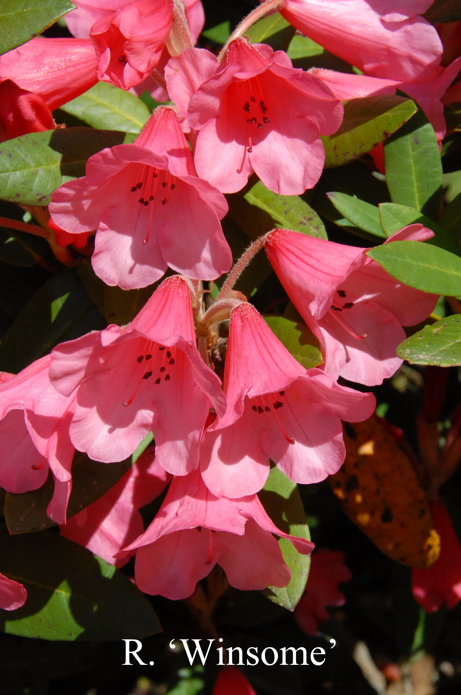 R. 'Winsome' photo of R. 'Winsome'. Location: Fearing's Farm Nursery, Abbotsford, BC, Canada. Photo by: Harold Fearing