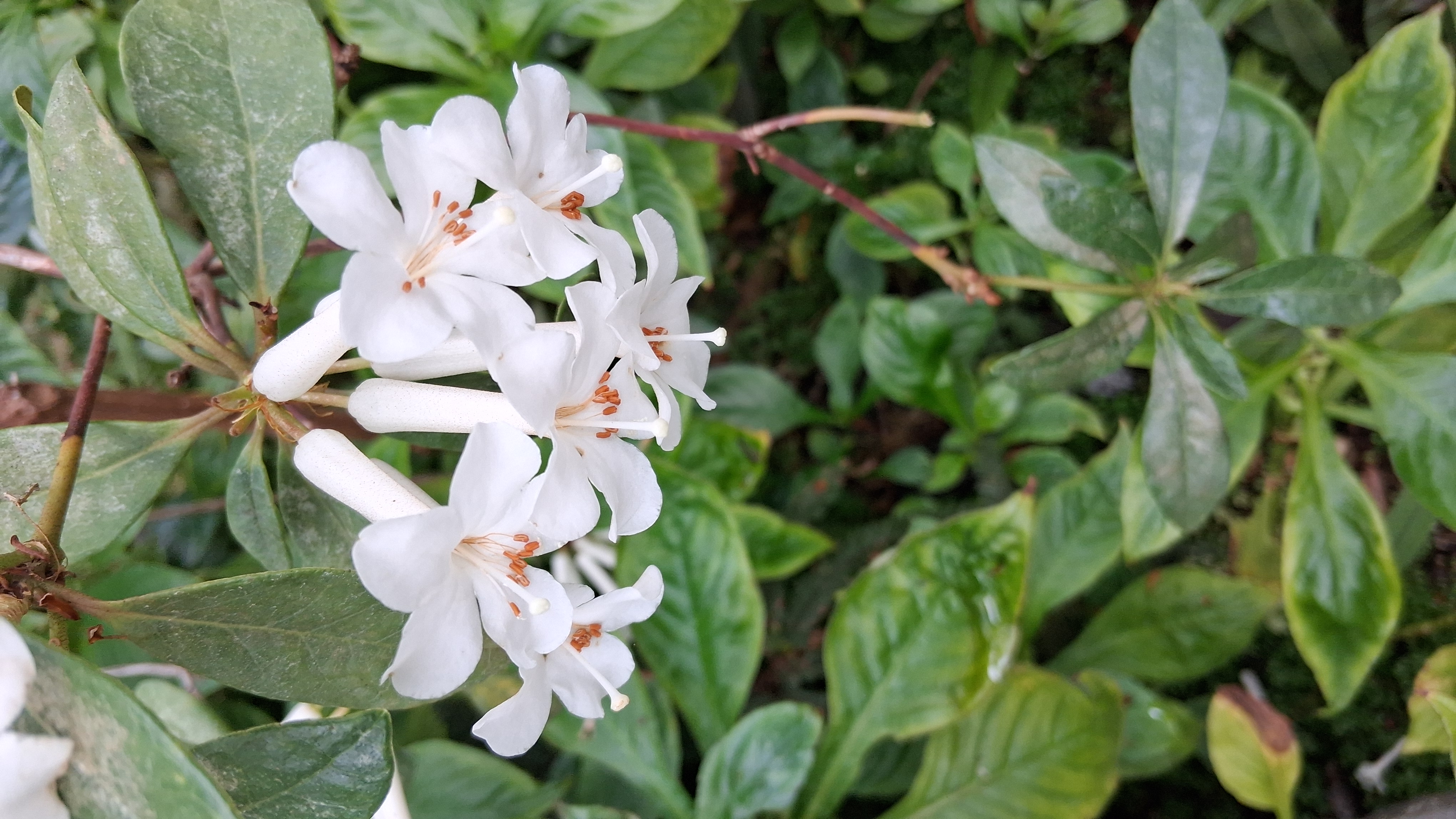 Rhododendron ruttenii photo