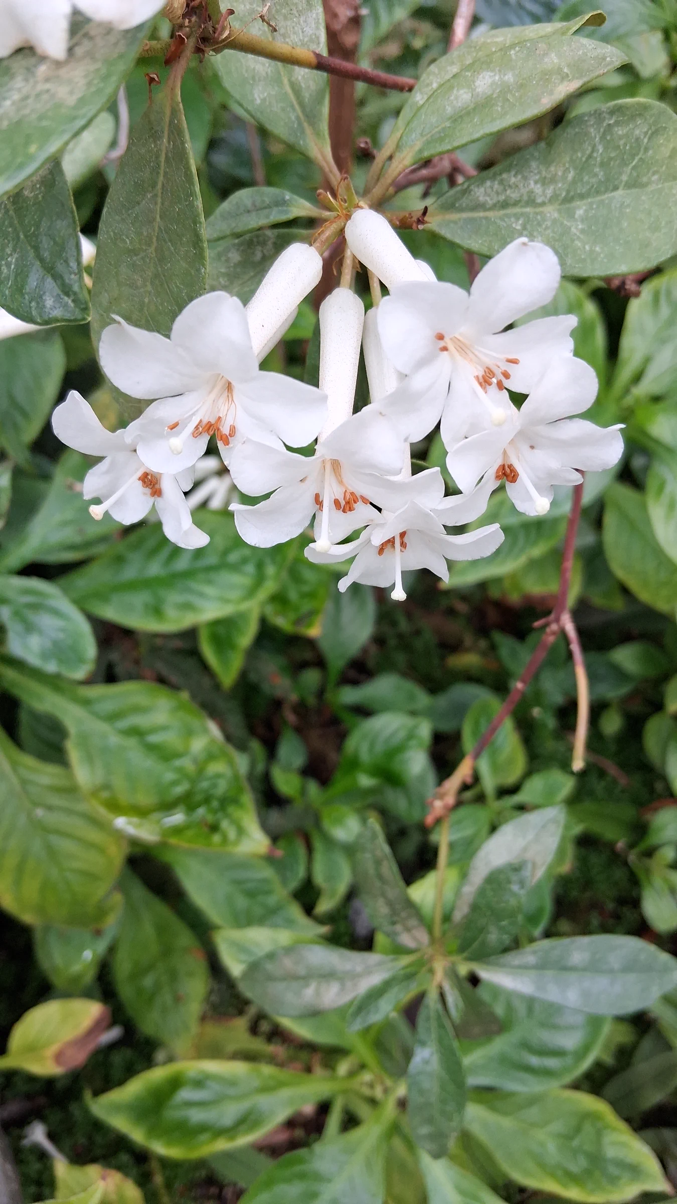 R. ruttenii photo of R. ruttenii. R. ruttenii flowers.. Location: Rhododendron Species Botanical Garden. Photo by: Thatrhodylady