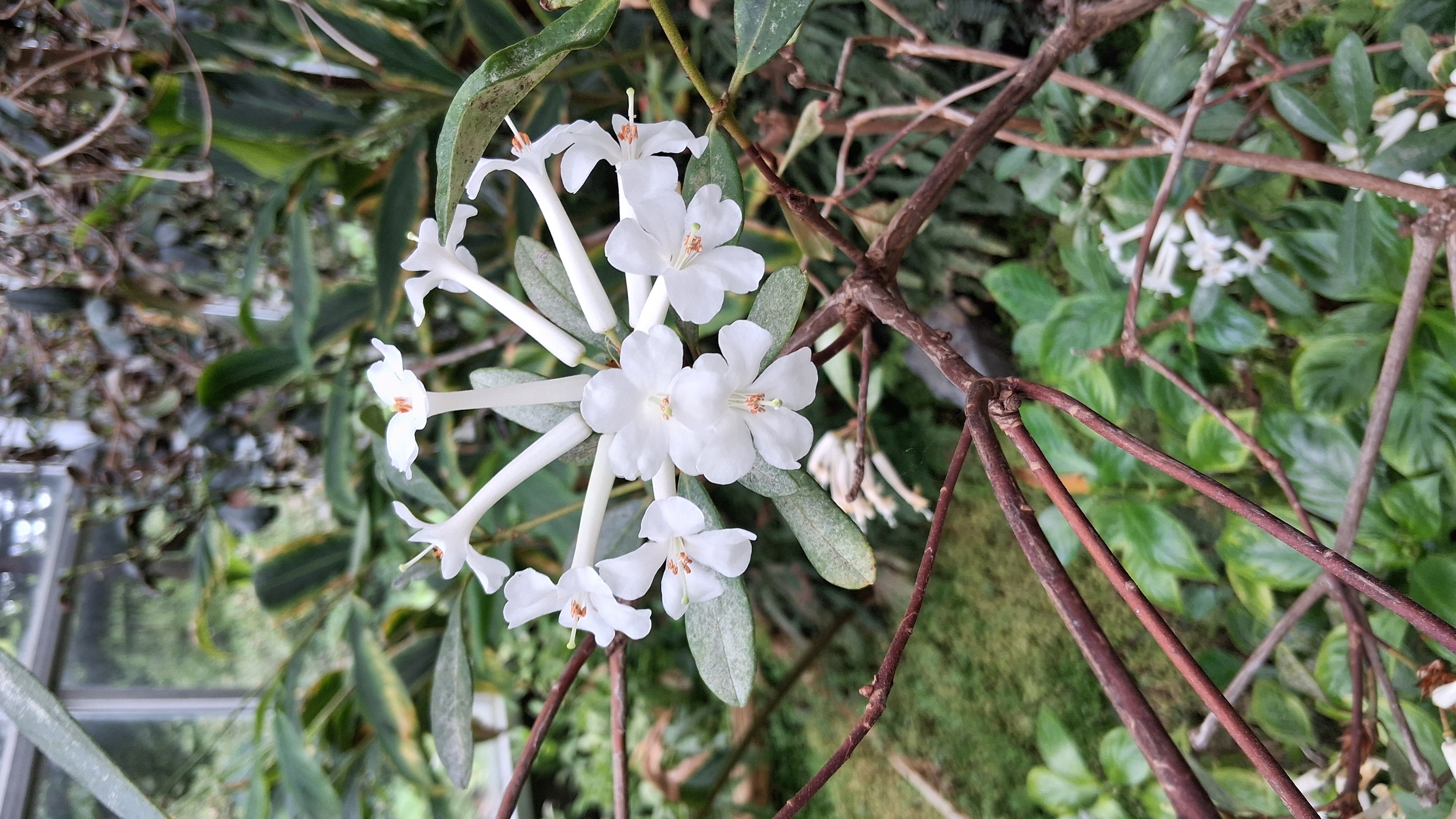 Rhododendron ruttenii photo