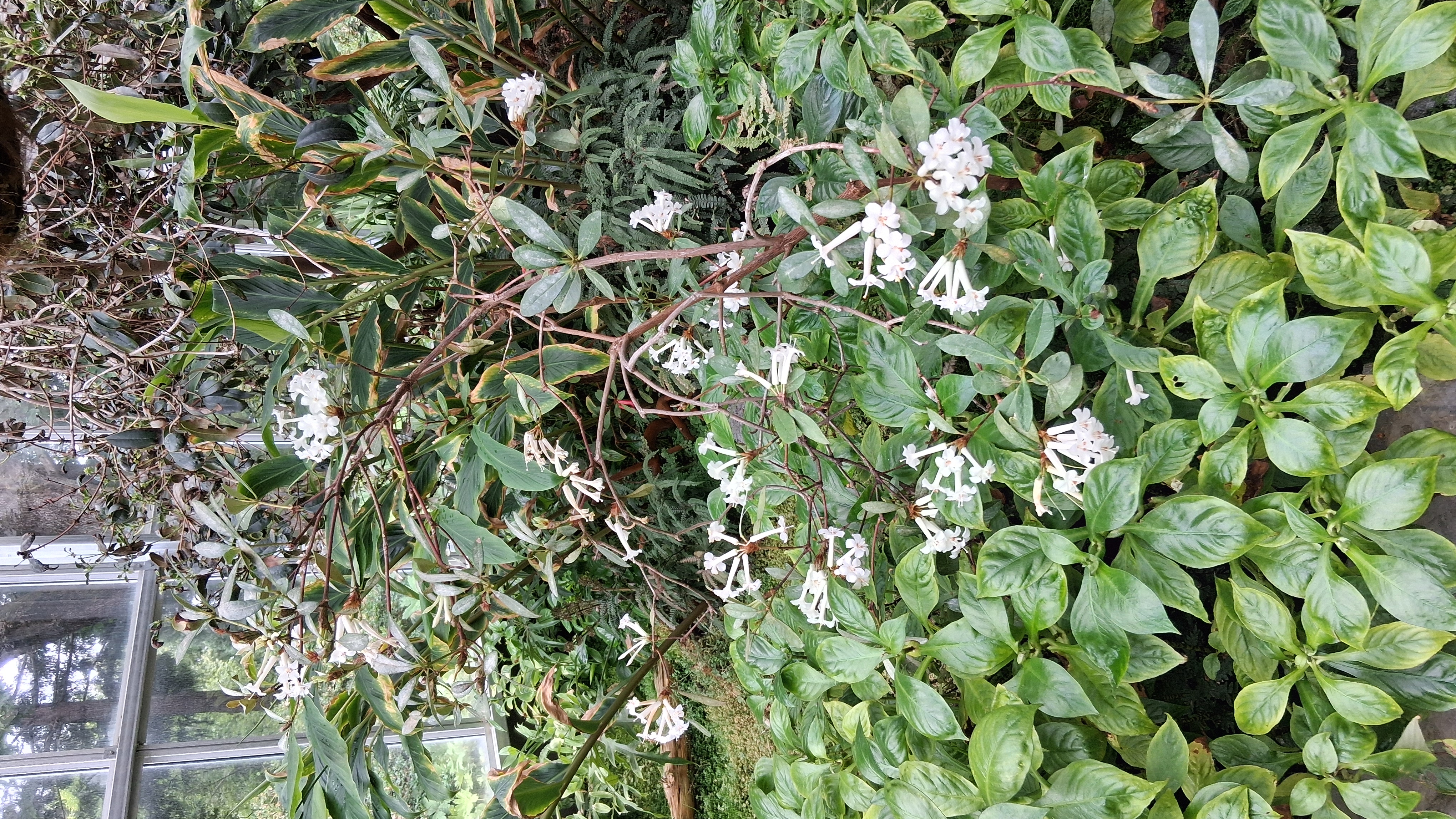 Rhododendron ruttenii photo