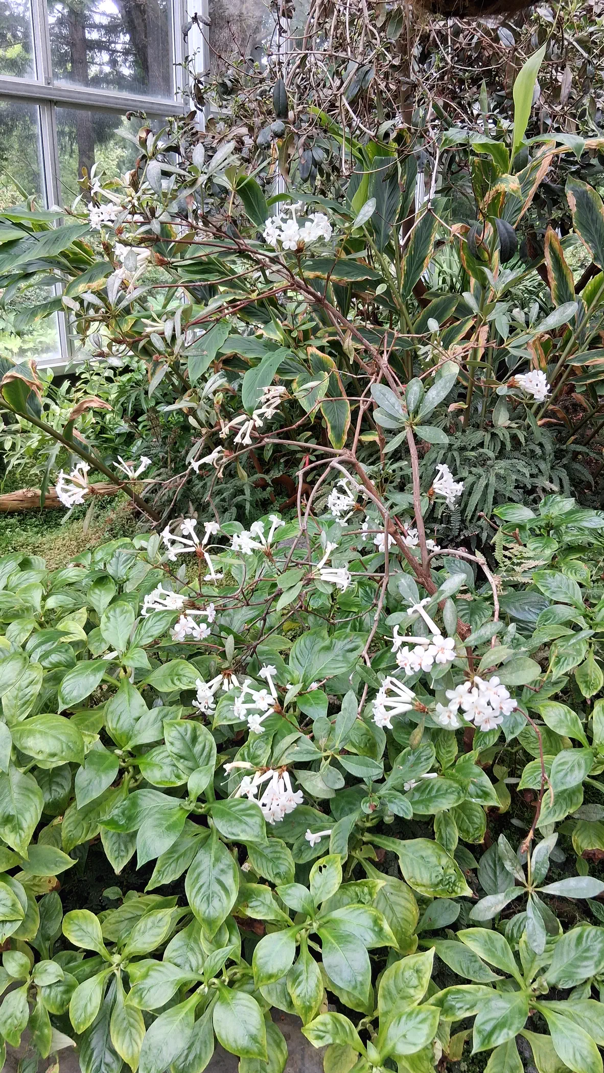 R. ruttenii photo of R. ruttenii. R. ruttenii shrub with other plants in the Rutherford Conservatory at the RSBG.. Location: Rhododendron Species Botanical Garden. Photo by: Thatrhodylady