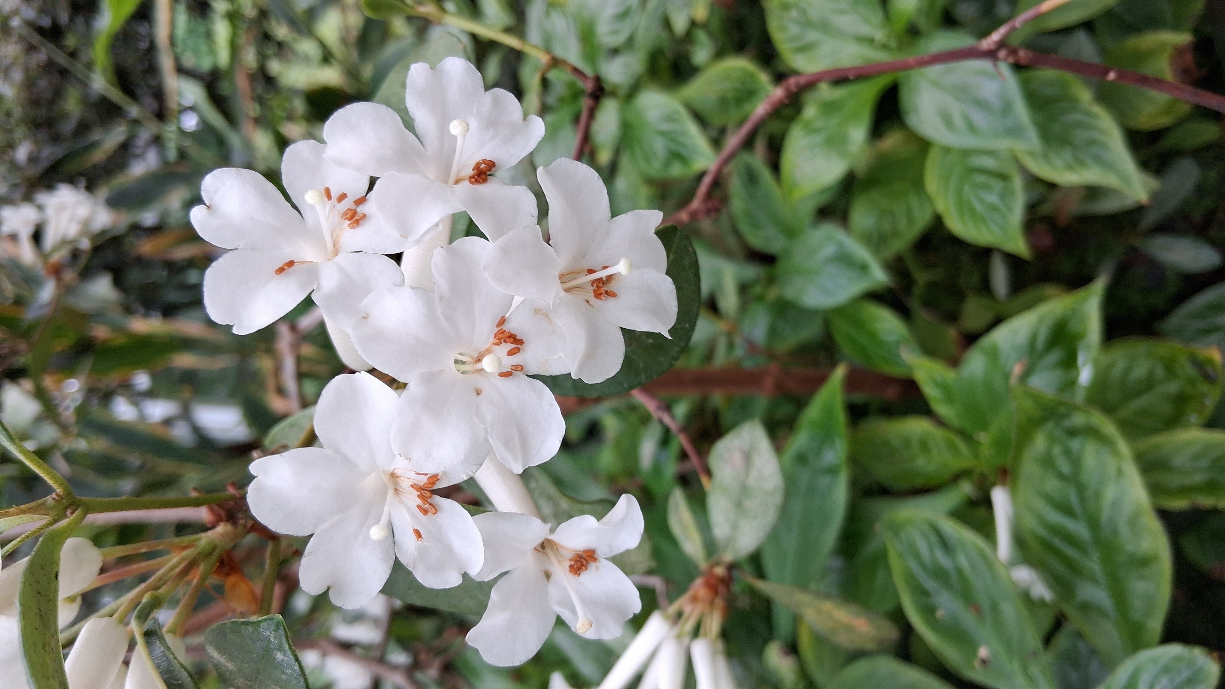 Rhododendron ruttenii photo